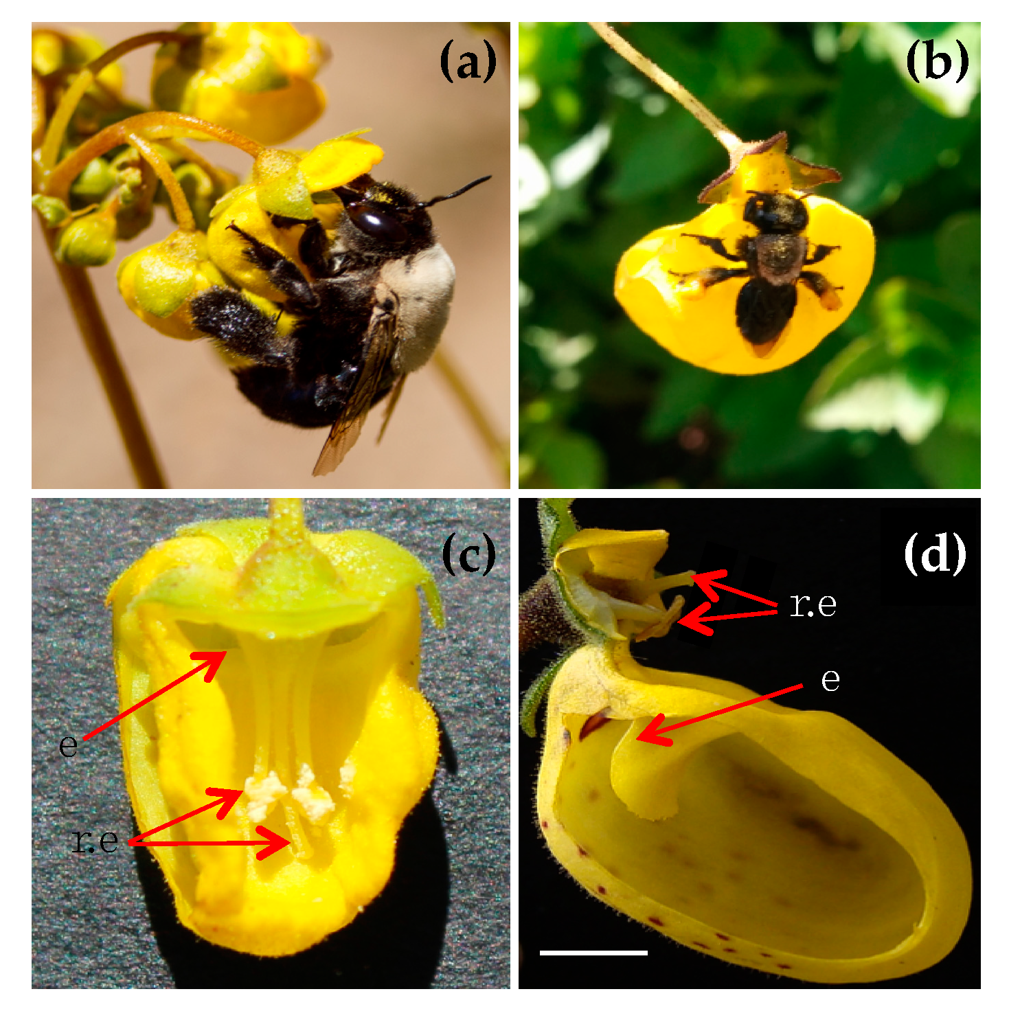 Insects 11 00685 g001 Insects 11 00685 g001