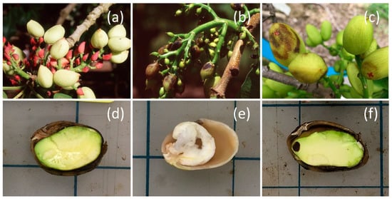 https://www.mdpi.com/insects/insects-11-00688/article_deploy/html/images/insects-11-00688-g001-550.jpg