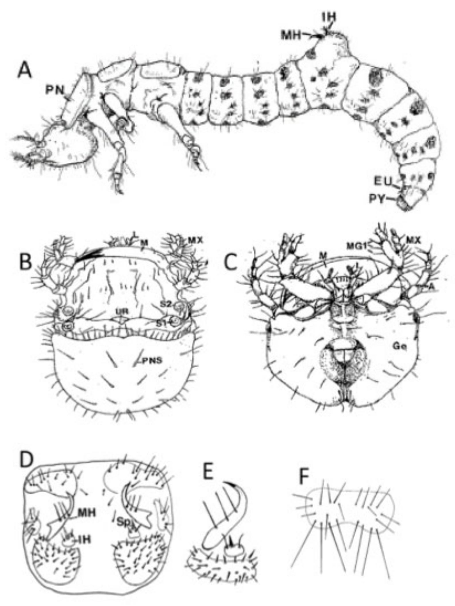 tiger beetle pupa