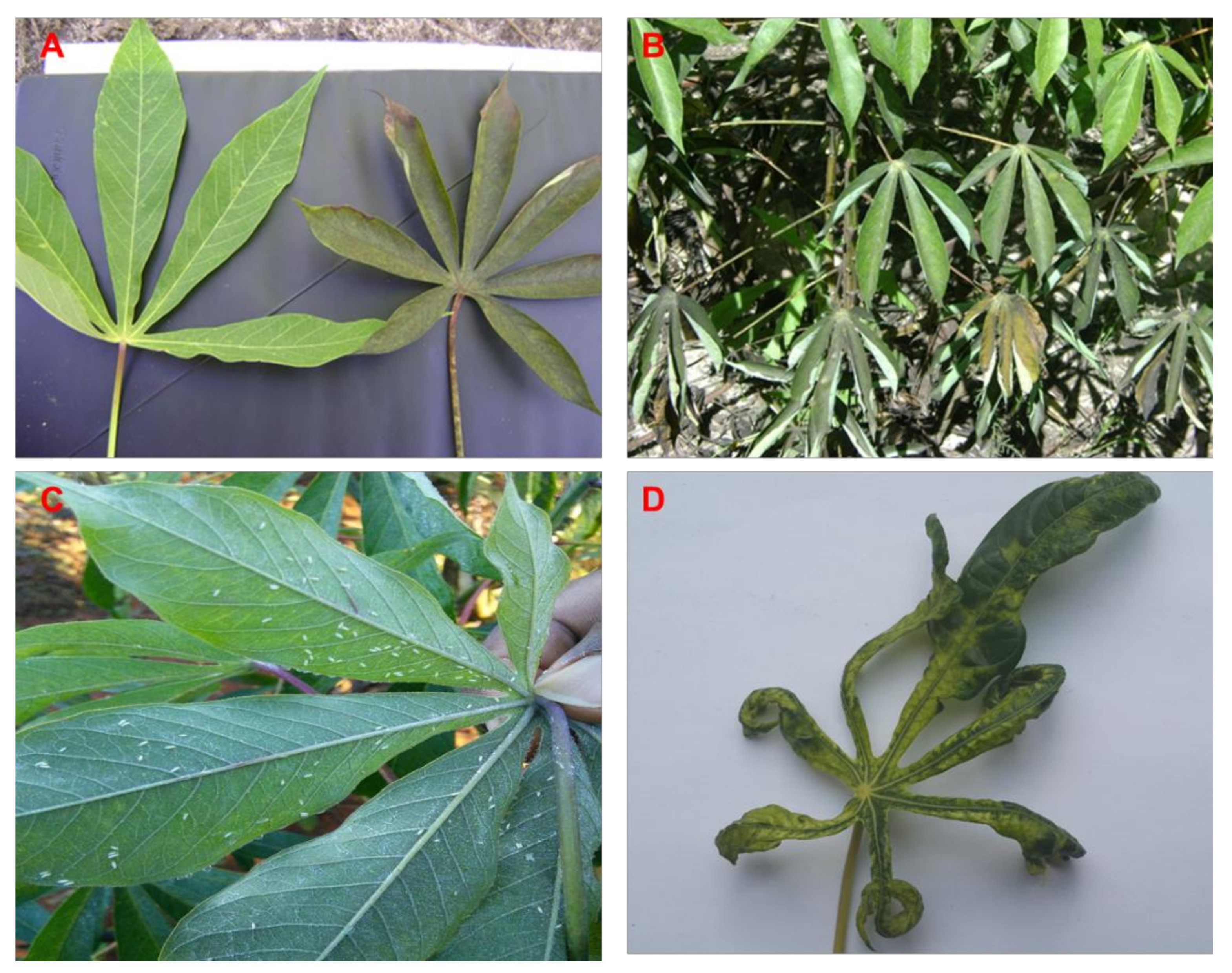 of Insects (Gennadius) Disease Diversity Associated Mosaic Genetic Mitochondrial tabaci Occurrence (Hemiptera: Cassava Aleyrodidae) Bemisia Zambia with | in | the Cassava of of Free and Full-Text DNA
