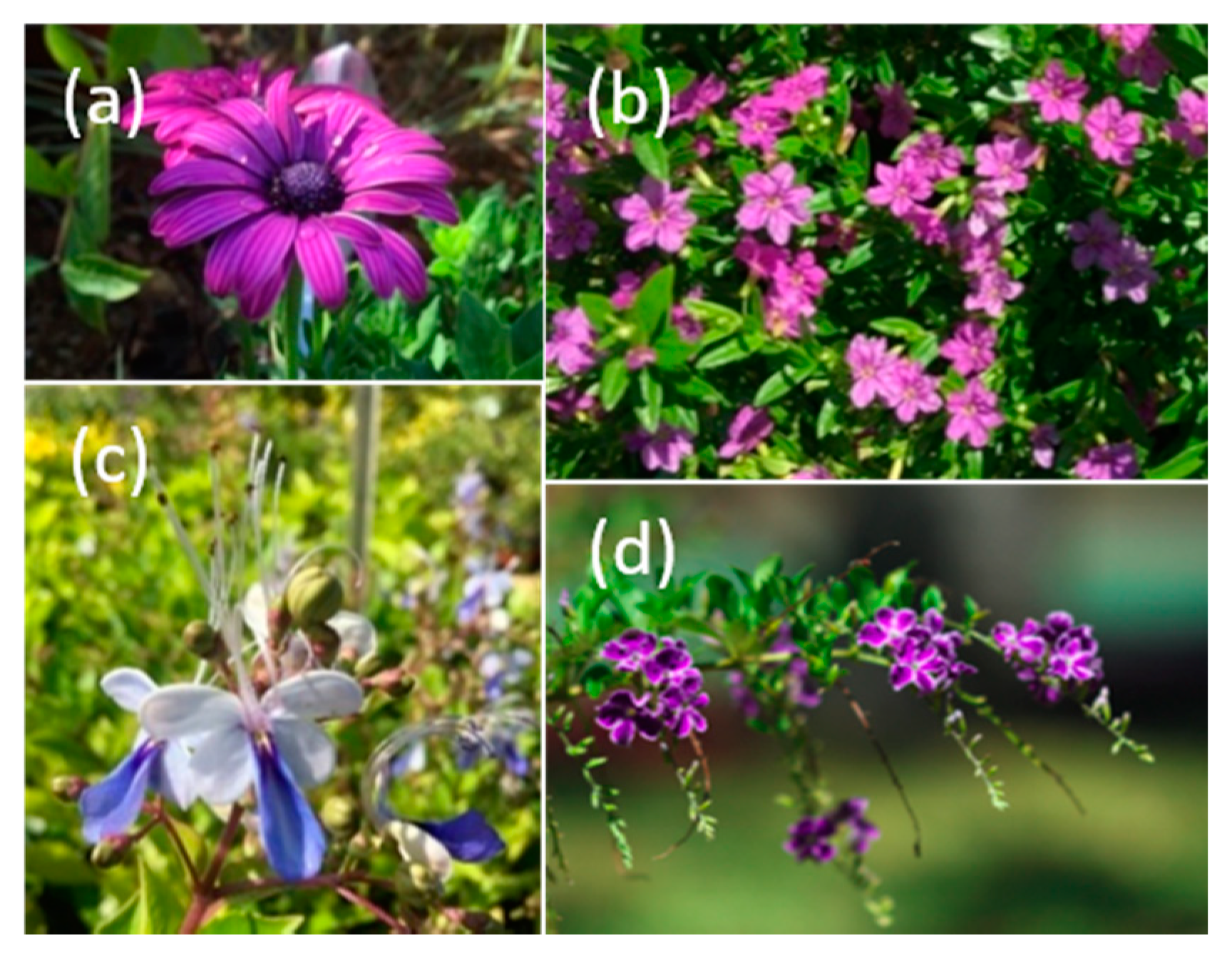 Insects 11 00773 g001 Insects 11 00773 g001