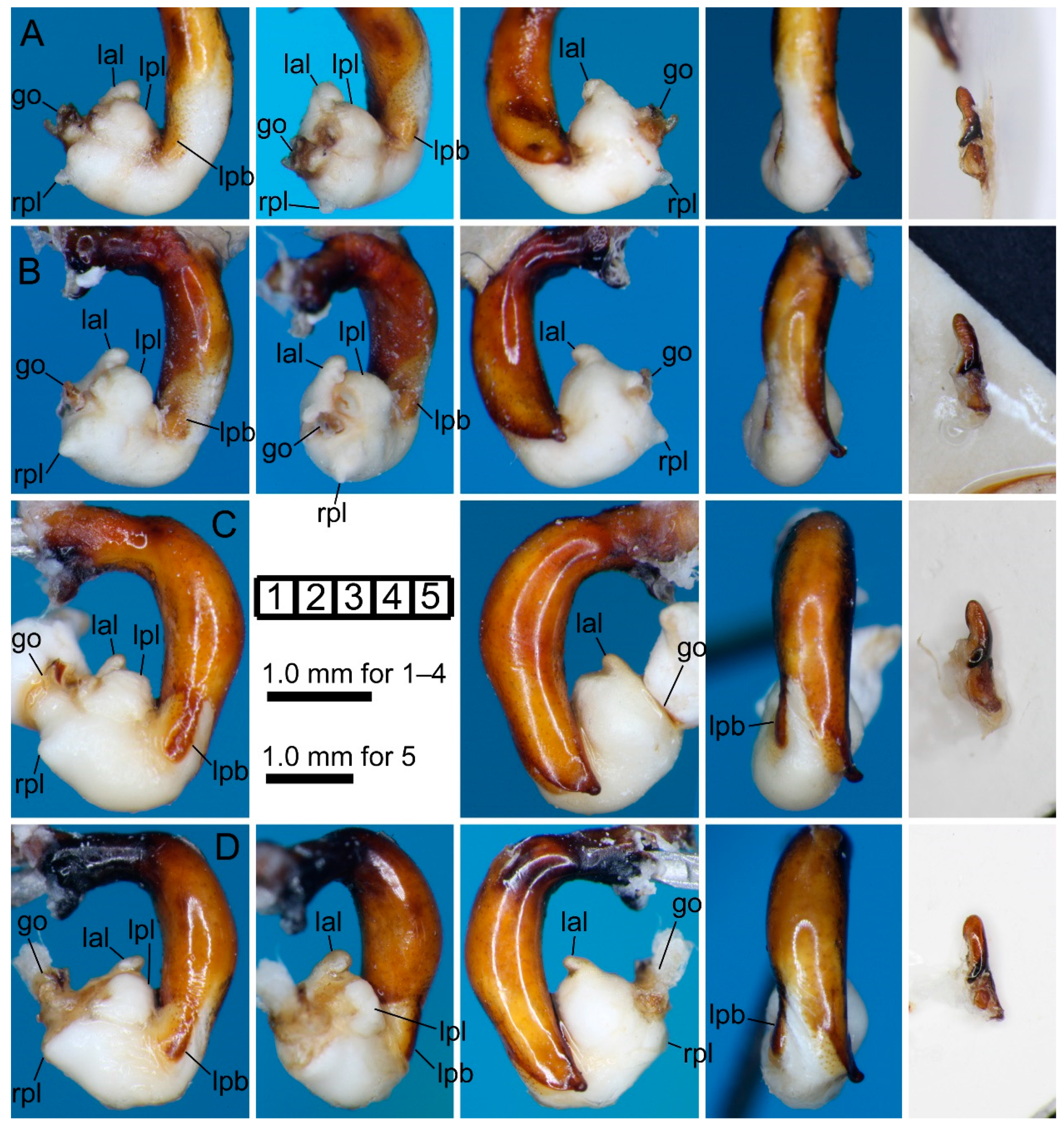 Insects | Free Full-Text | Unexpected Species Identities and 