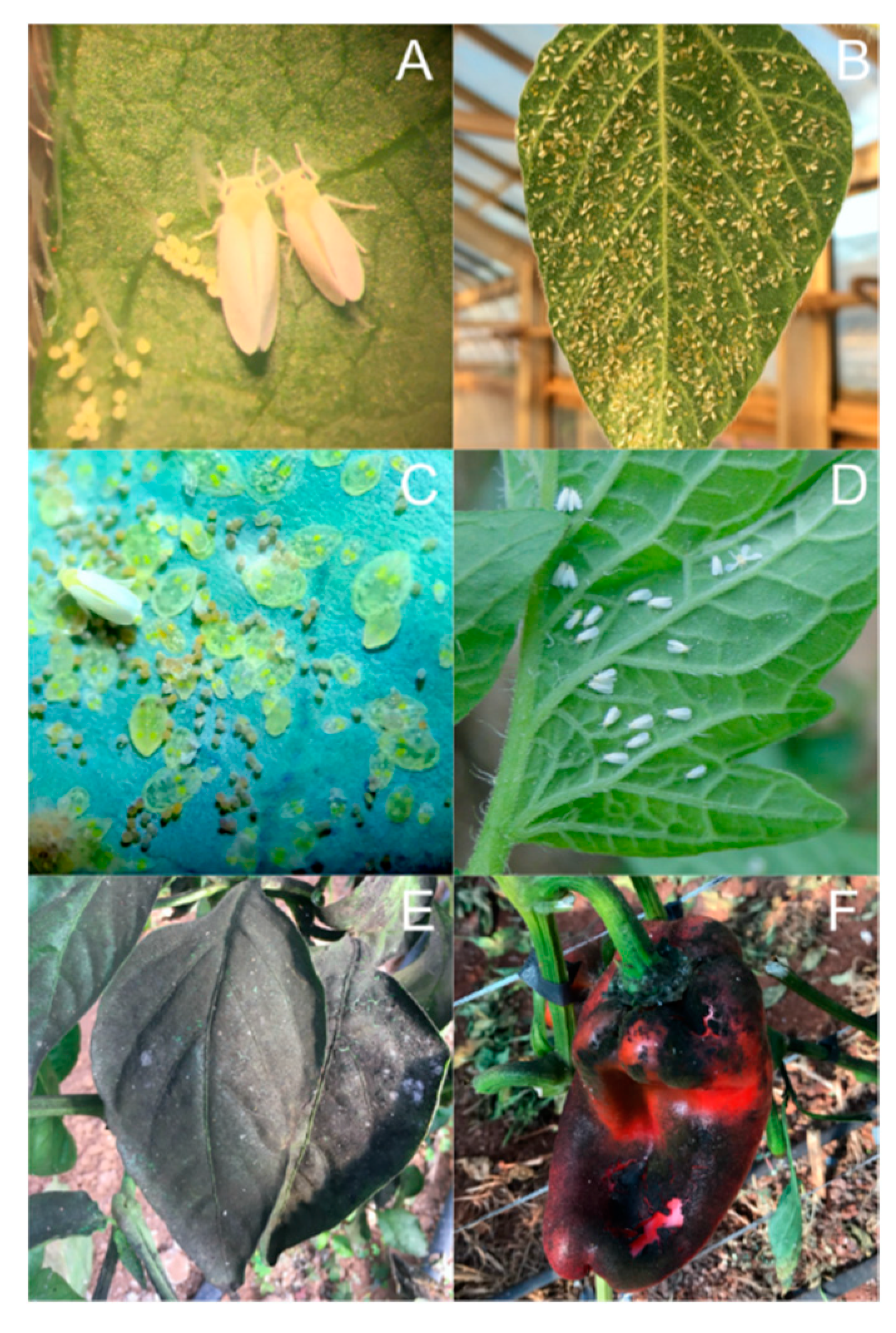 Insects Free Full Text Population Dynamics Of Whiteflies And Associated Viruses In South America Research Progress And Perspectives Html
