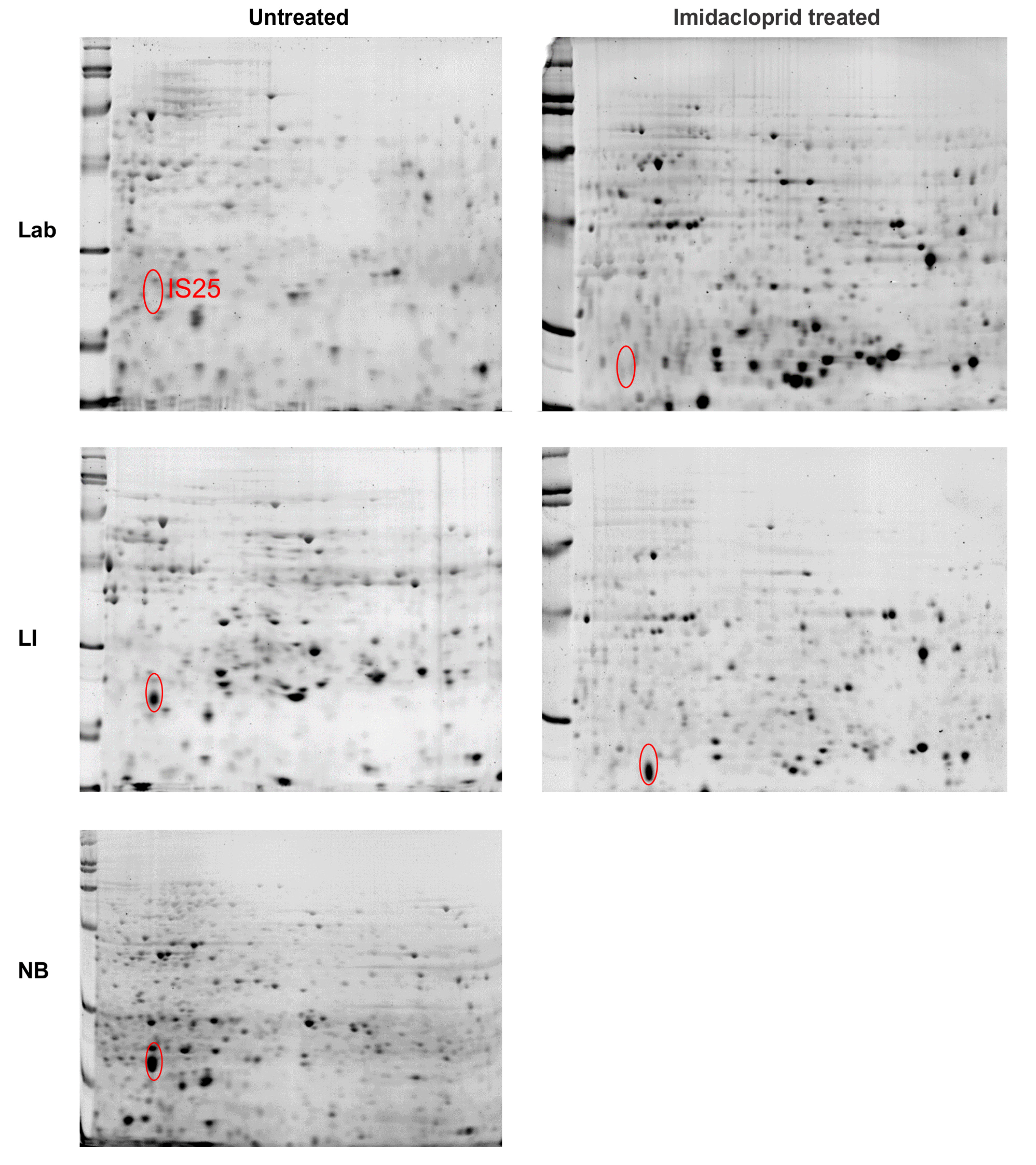 Insects 12 00003 g004
