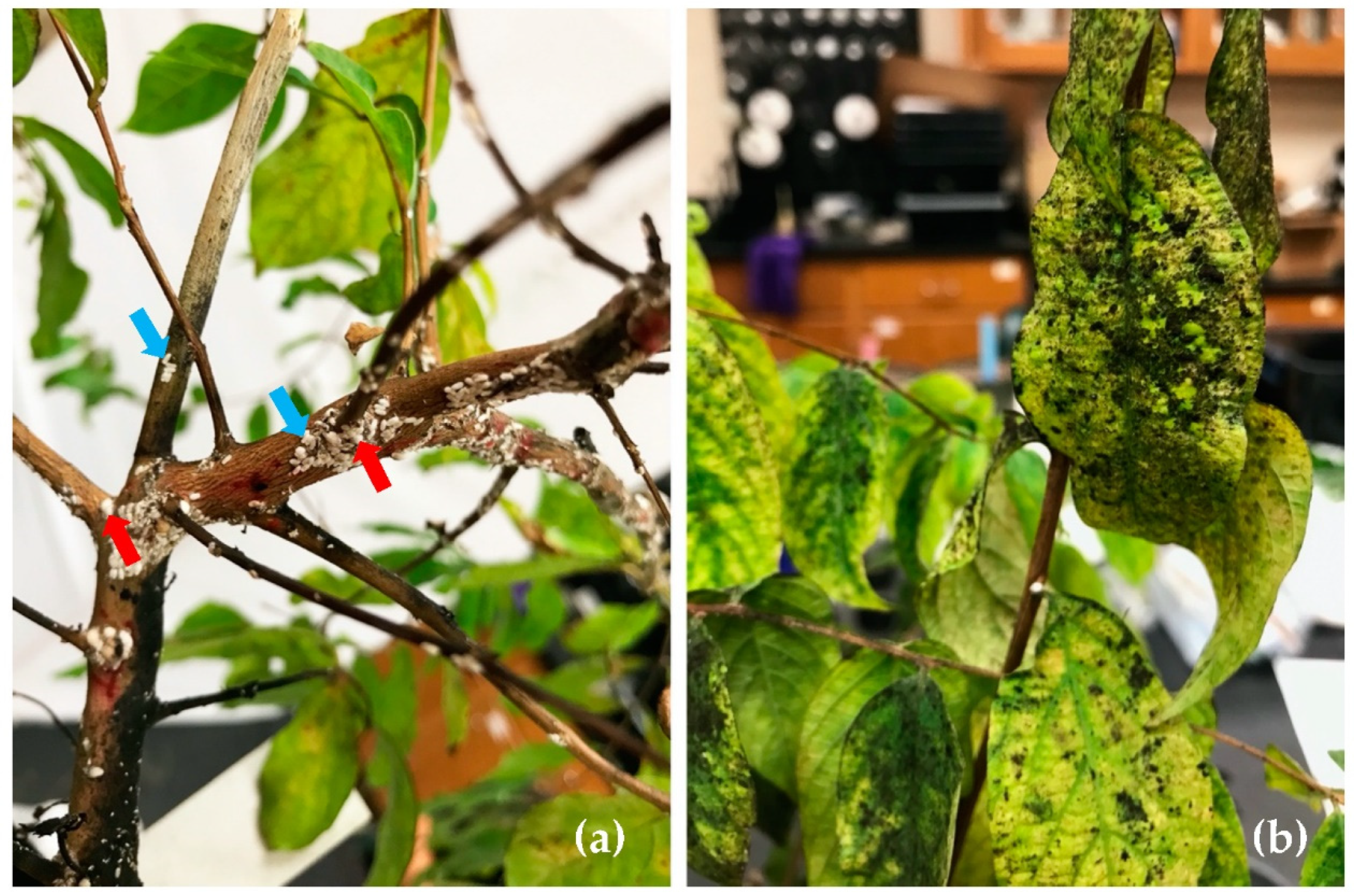 Insects Free Full Text Host Suitability For Crapemyrtle Bark Scale Acanthococcus Lagerstroemiae Differed Significantly Among Crapemyrtle Species Html