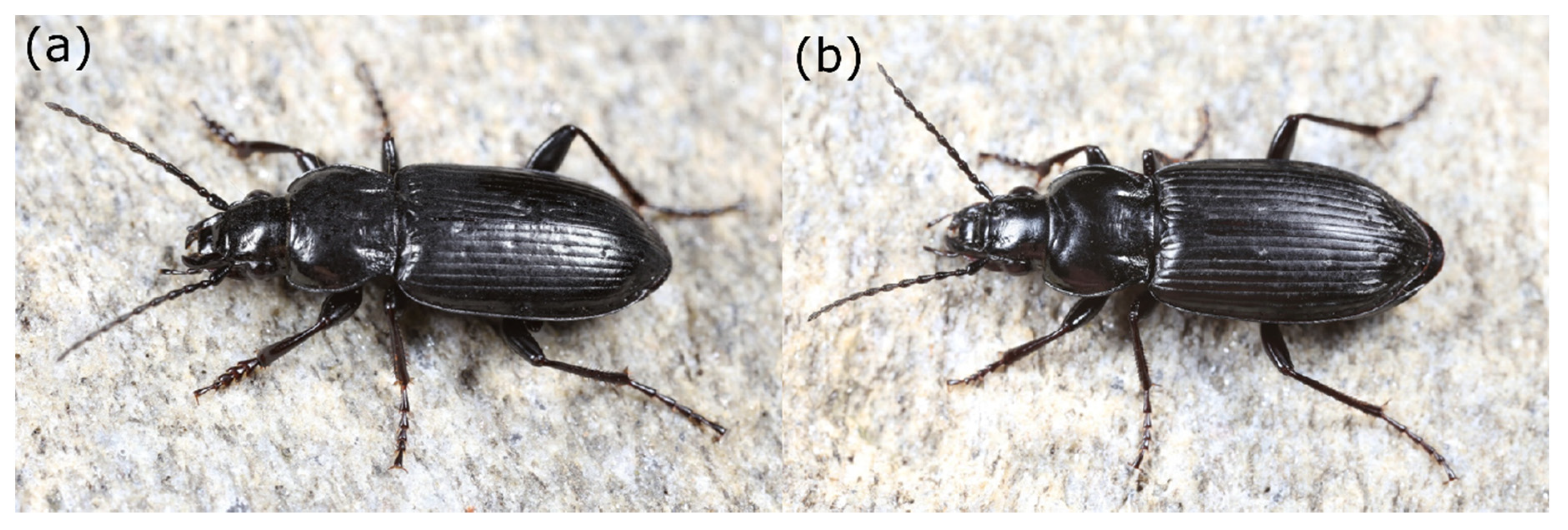 Insects 12 00084 g001 Insects 12 00084 g001