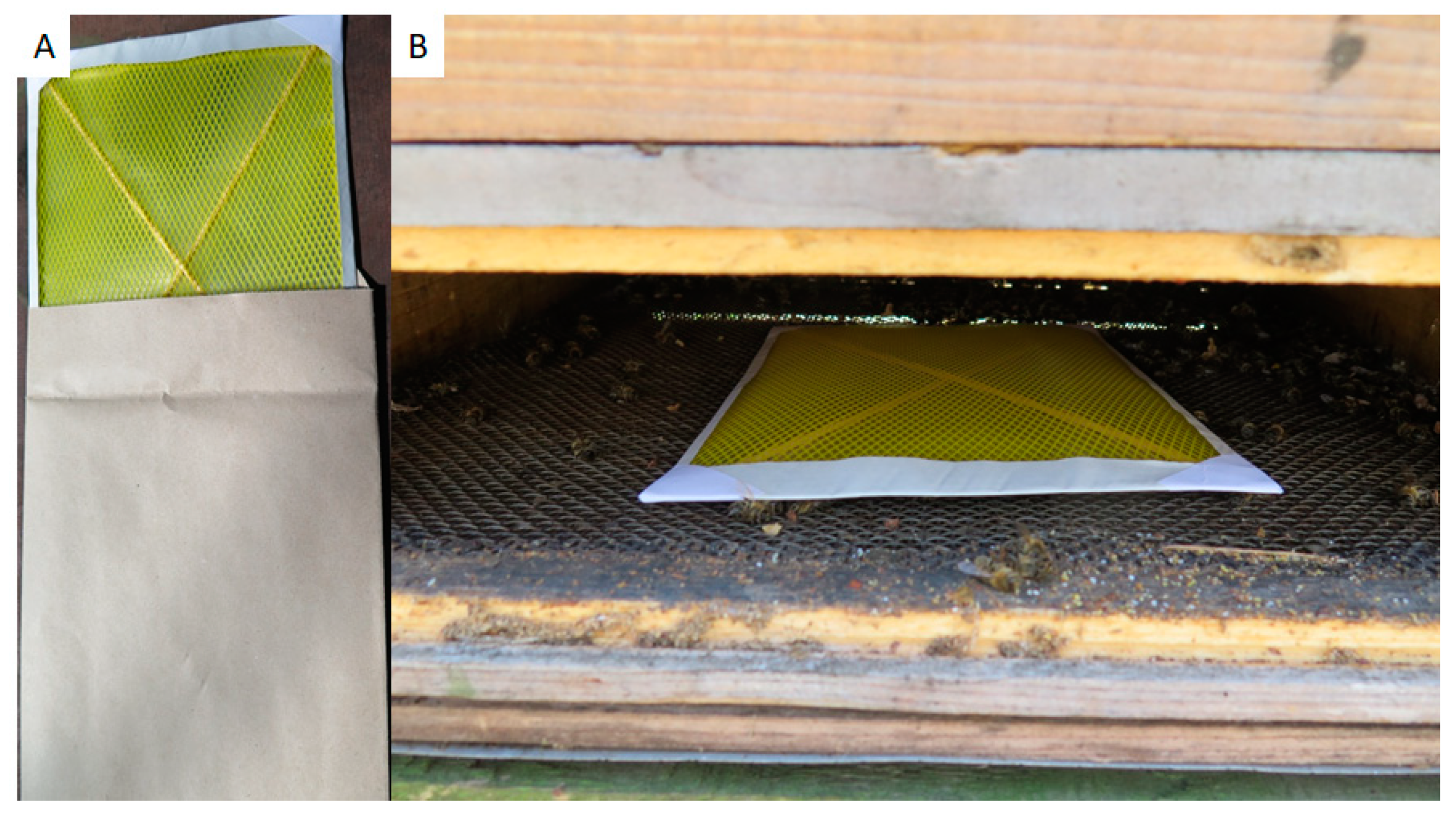 Insects | Free Full-Text | Melissococcus plutonius Can Be Effectively and  Economically Detected Using Hive Debris and Conventional PCR
