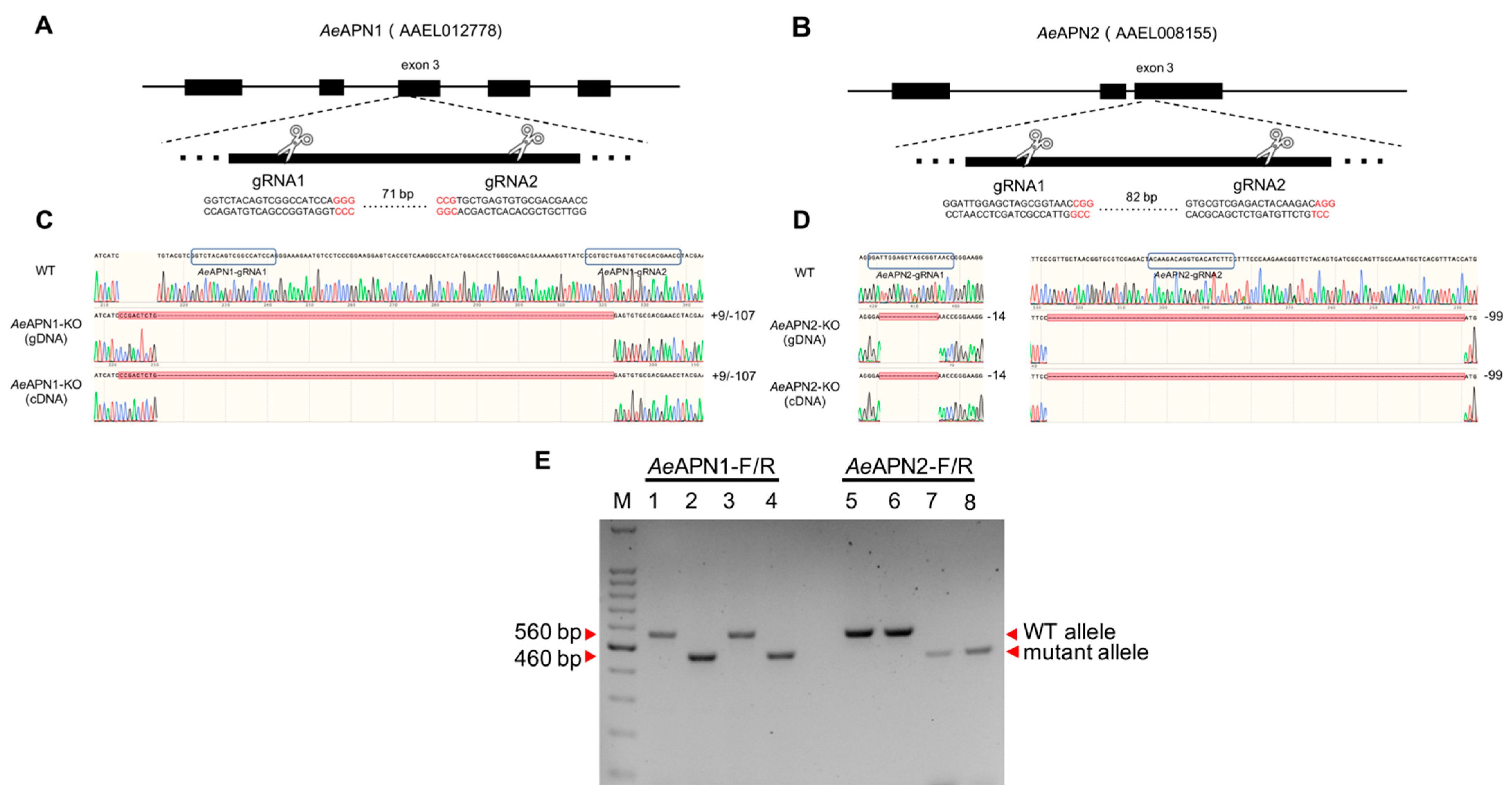 Insects 12 00223 g001