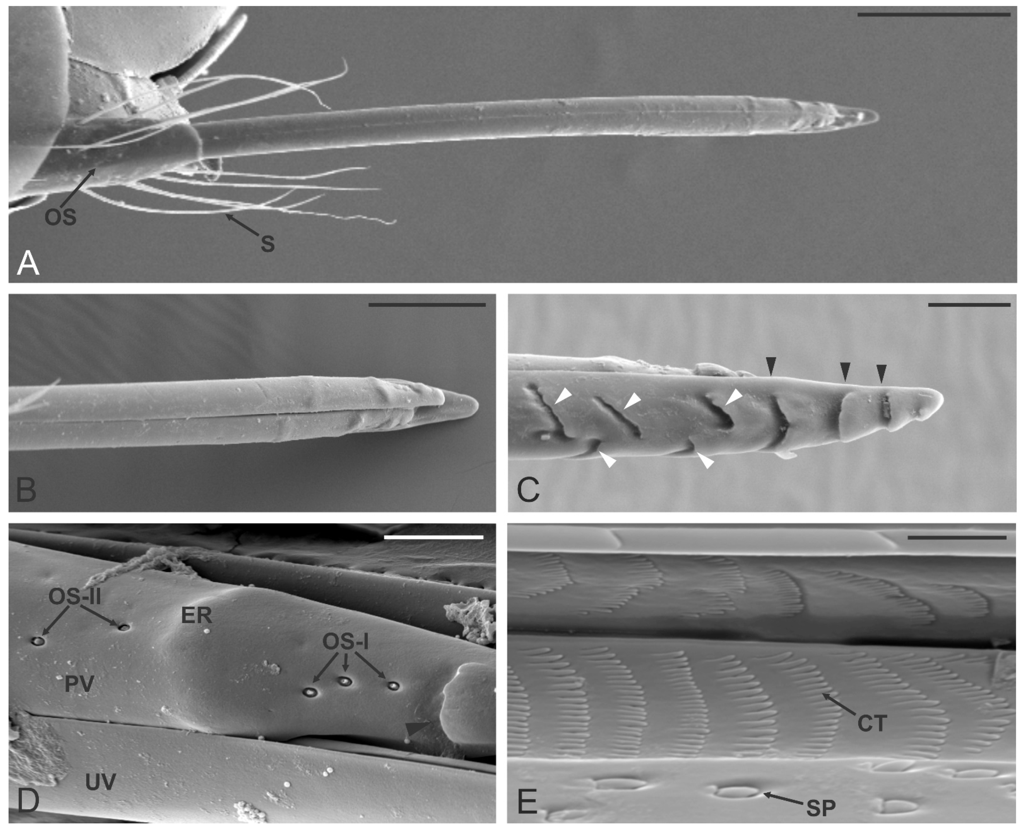 Insects Free Full Text Fine Morphology Of Antennal And Ovipositor Sensory Structures Of The