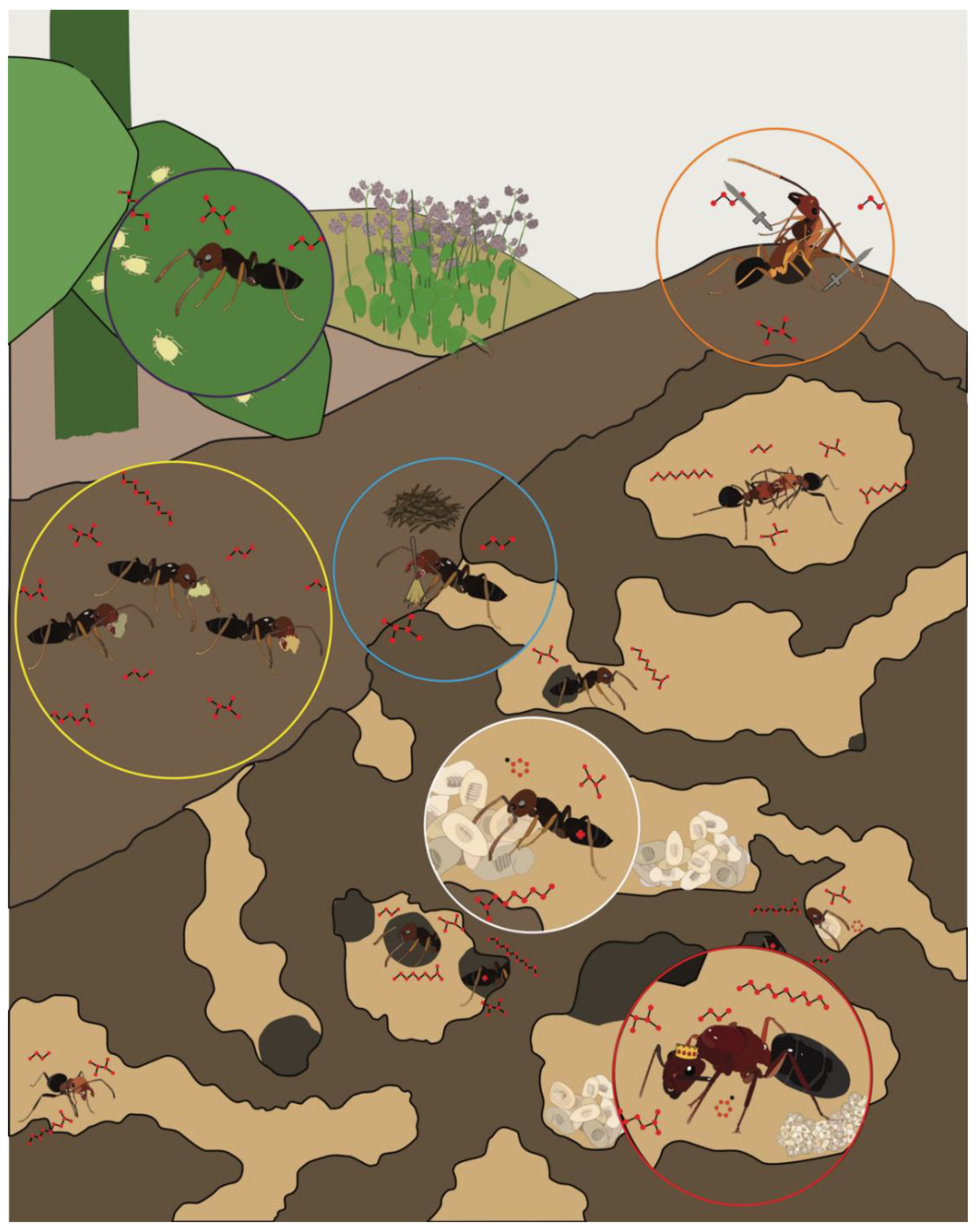 Insects | Free Full-Text | Advances in the Study of Olfaction in Eusocial  Ants | HTML
