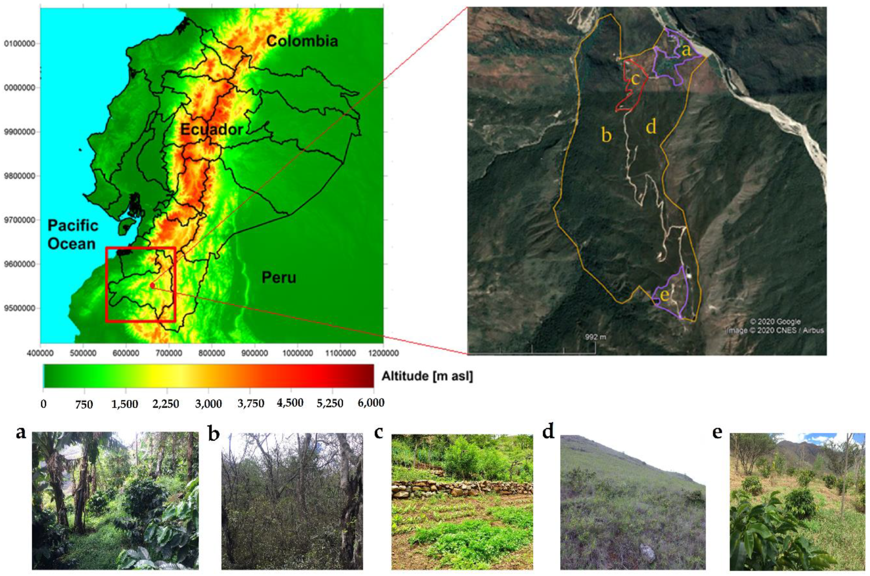 Insects | Free Full-Text | Effects of Land-Use Change on the Community  Structure of the Dung Beetle (Scarabaeinae) in an Altered Ecosystem in  Southern Ecuador