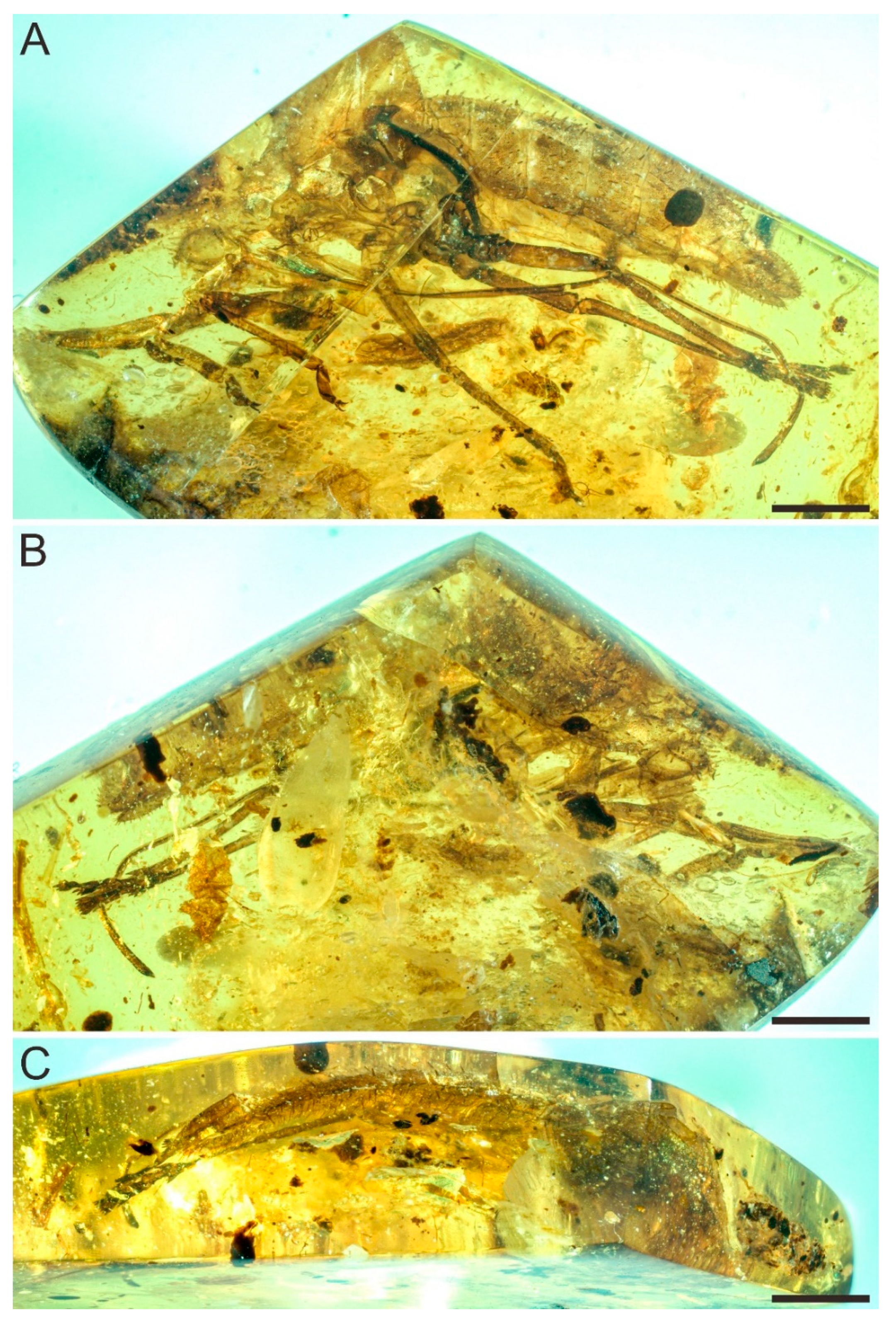 Insects 12 00318 g001 Insects 12 00318 g001