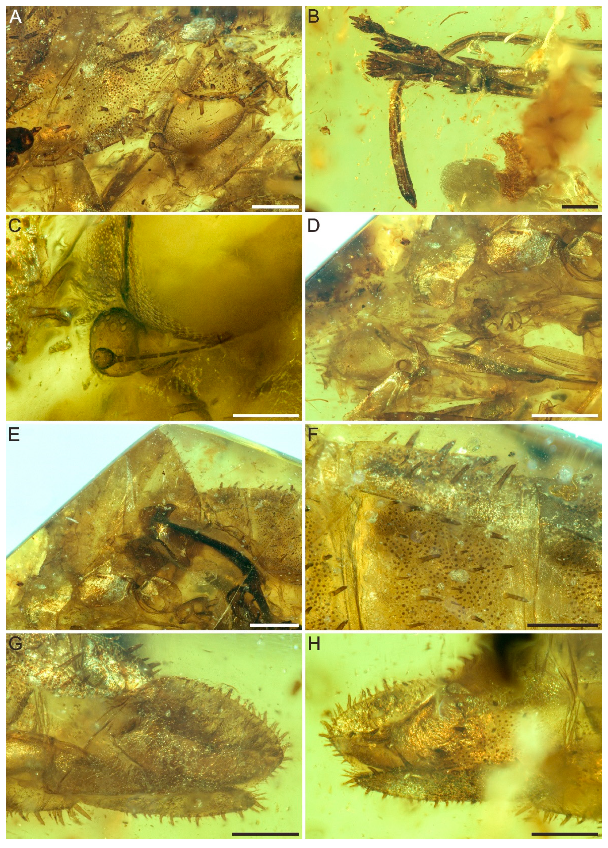 Insects 12 00318 g002 Insects 12 00318 g002