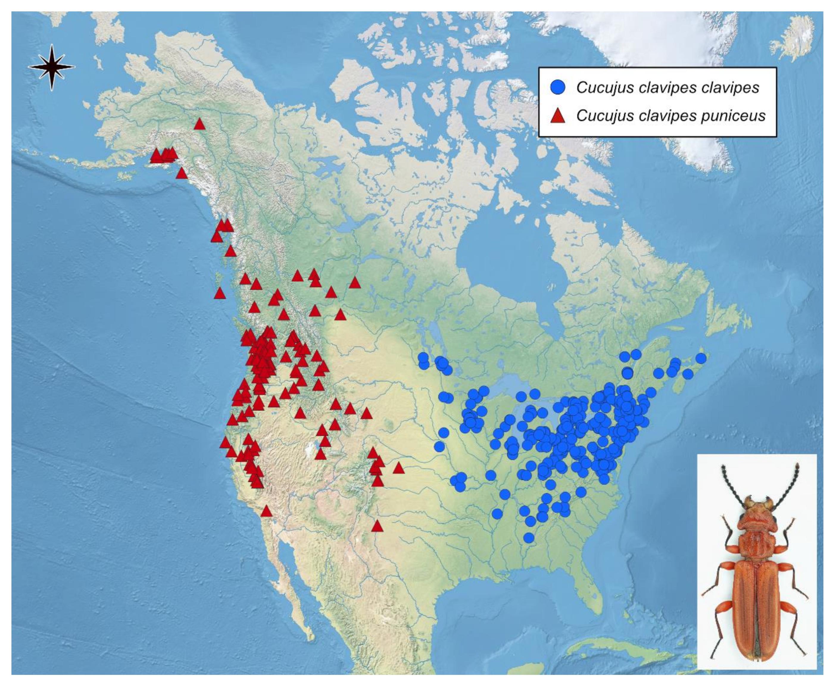Insects | Free Full-Text | From Phenology and Habitat Preferences to  Climate Change: Importance of Citizen Science in Studying Insect Ecology in  the Continental Scale with American Red Flat Bark Beetle, Cucujus