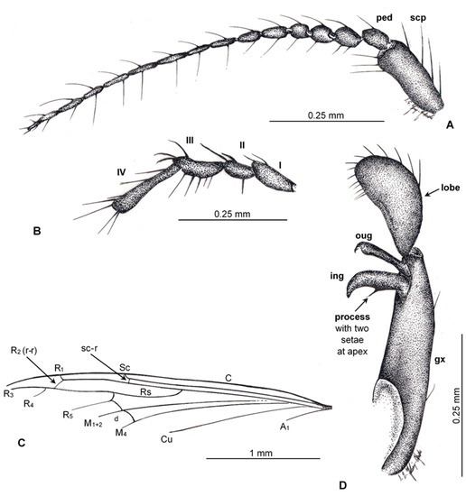 Insects Special Issue Diptera Diversity In Space And Time