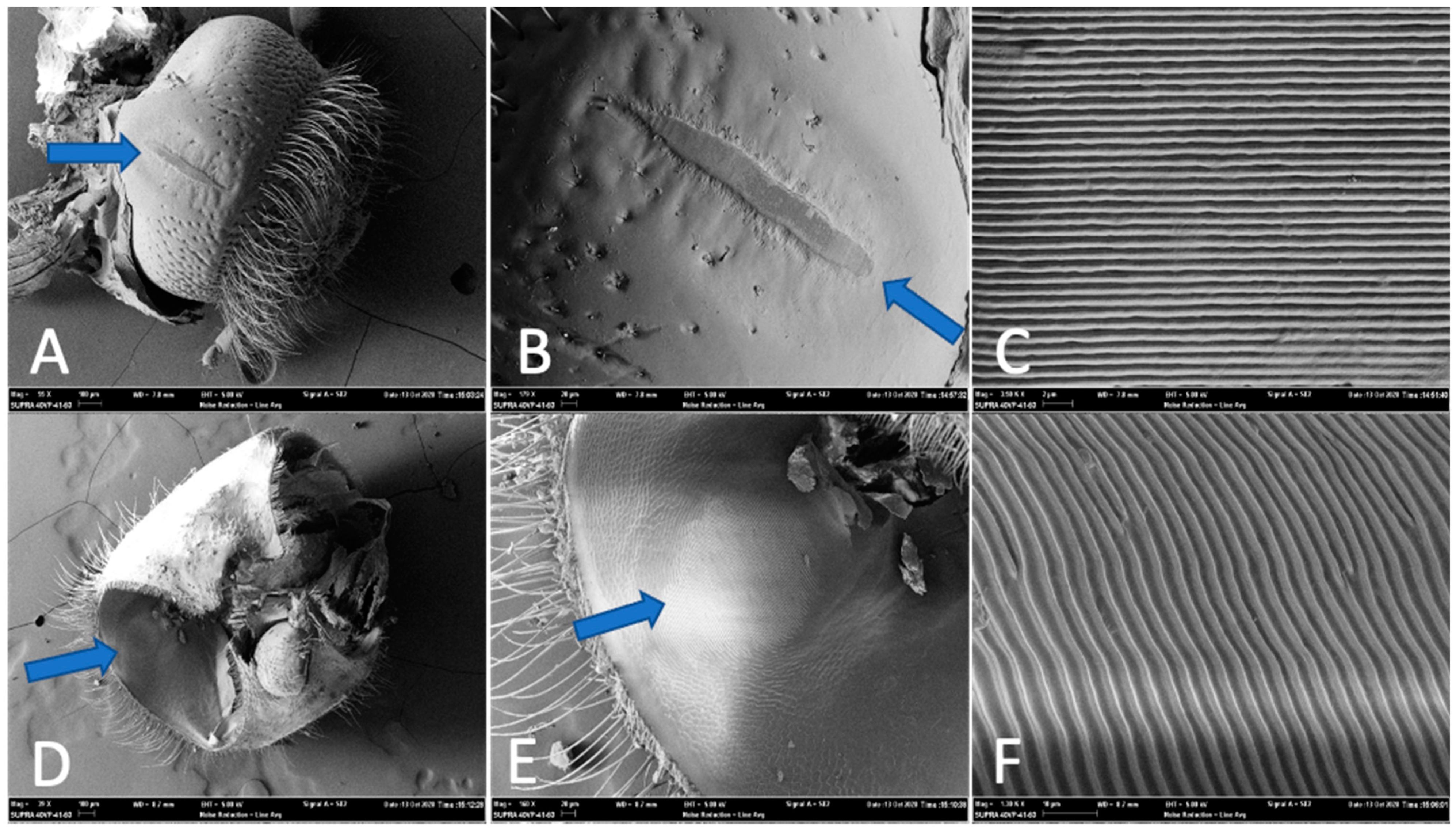 Insects 12 00496 g002