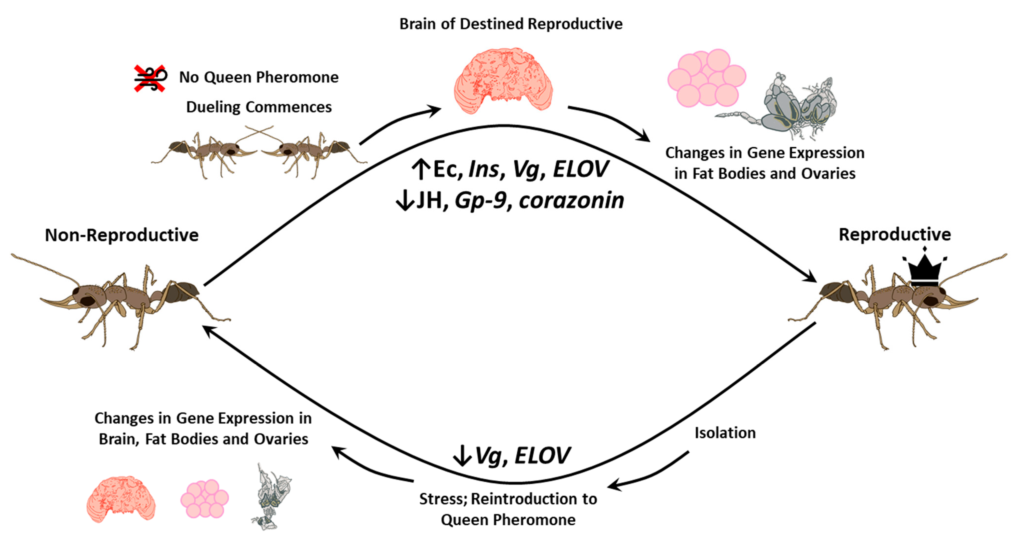 Insects 12 00498 g003