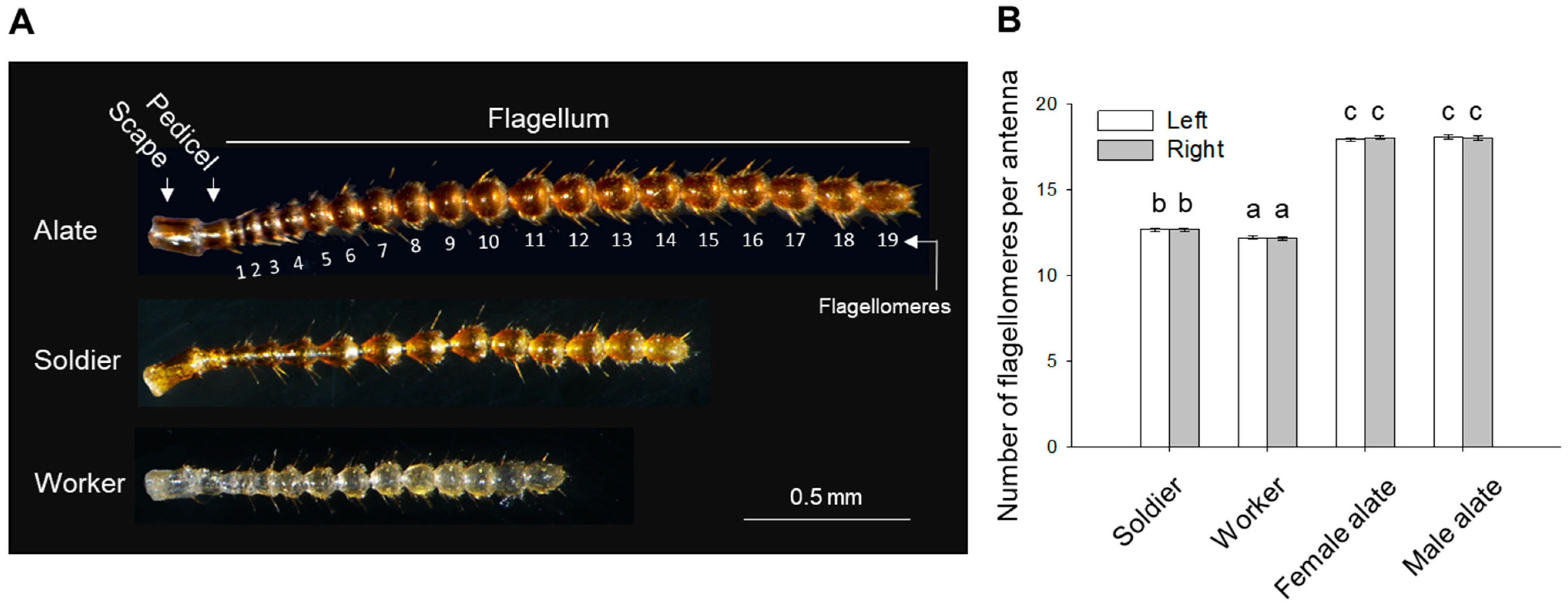 Vibratory behaviour produces different vibration patterns in presence of  reproductives in a subterranean termite species