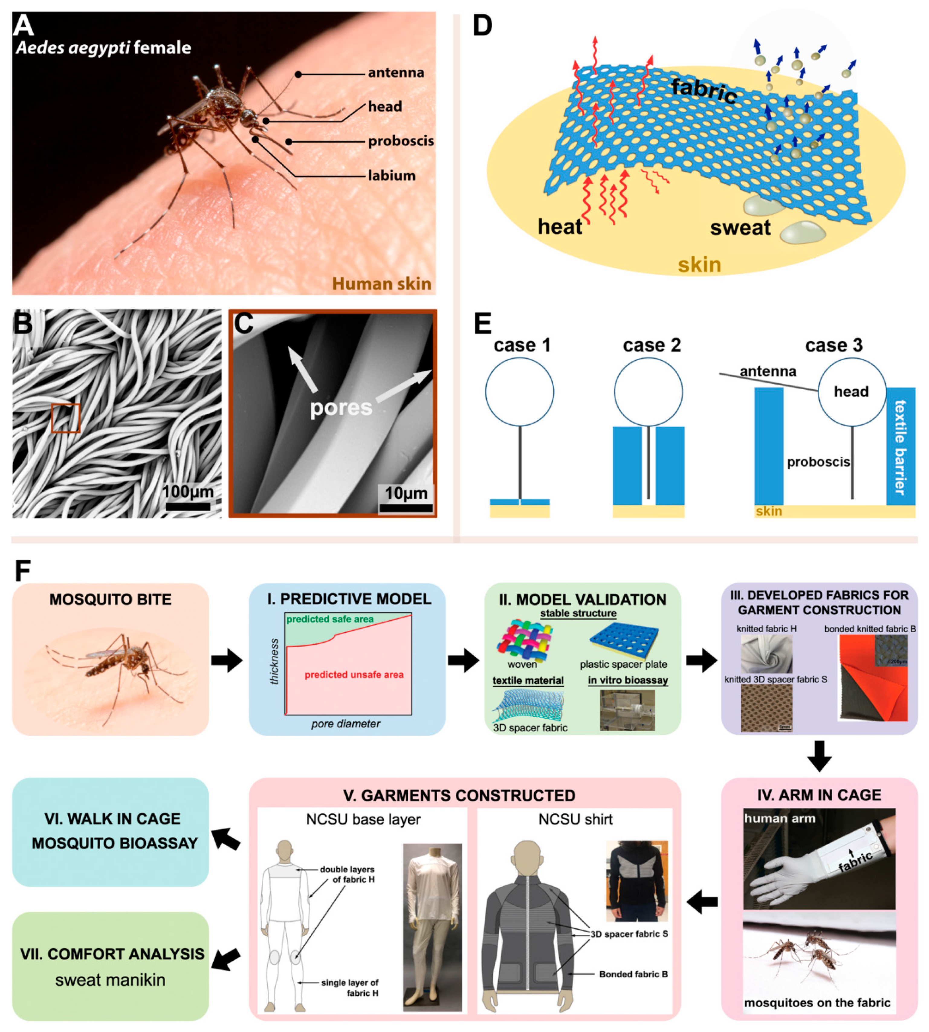 Insects | Free Full-Text | Mosquito-Textile Physics: A Mathematical Roadmap  to Insecticide-Free, Bite-Proof Clothing for Everyday Life