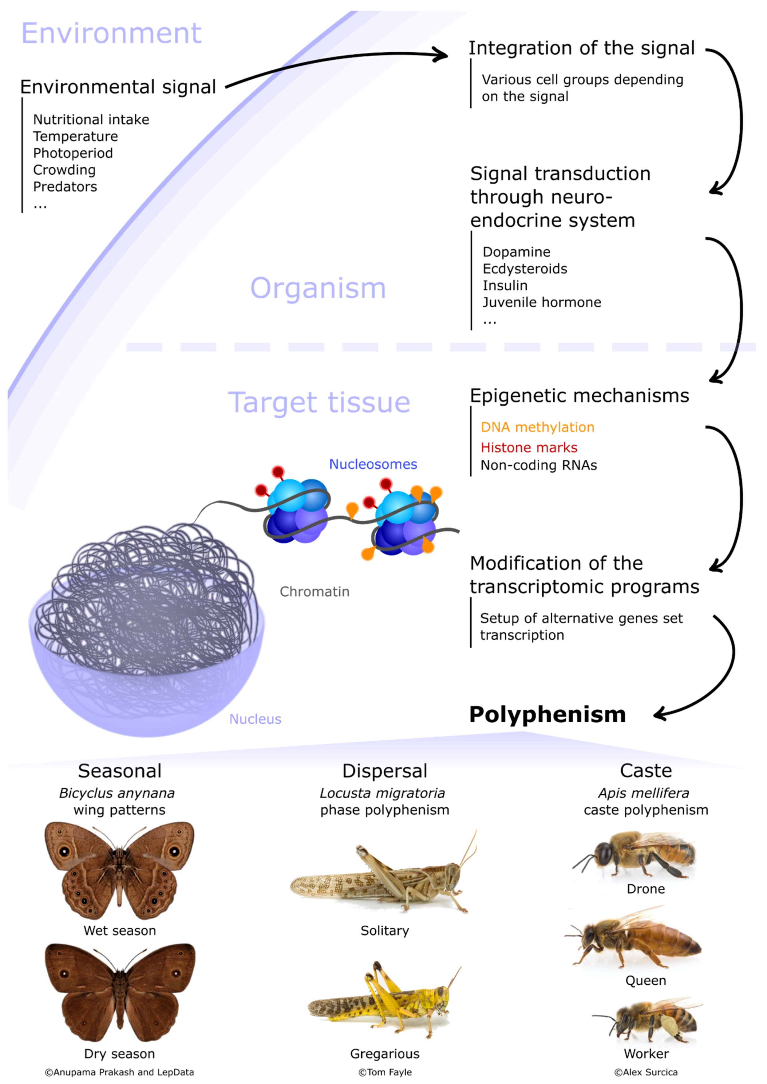 https://www.mdpi.com/insects/insects-12-00649/article_deploy/html/images/insects-12-00649-g001.png