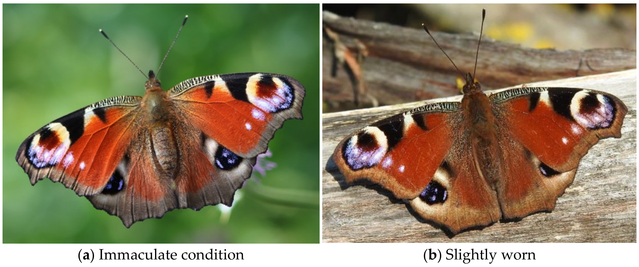 Insects | Free Full-Text | Abundant Citizen Science Data Reveal That the  Peacock Butterfly Aglais io Recently Became Bivoltine in Belgium