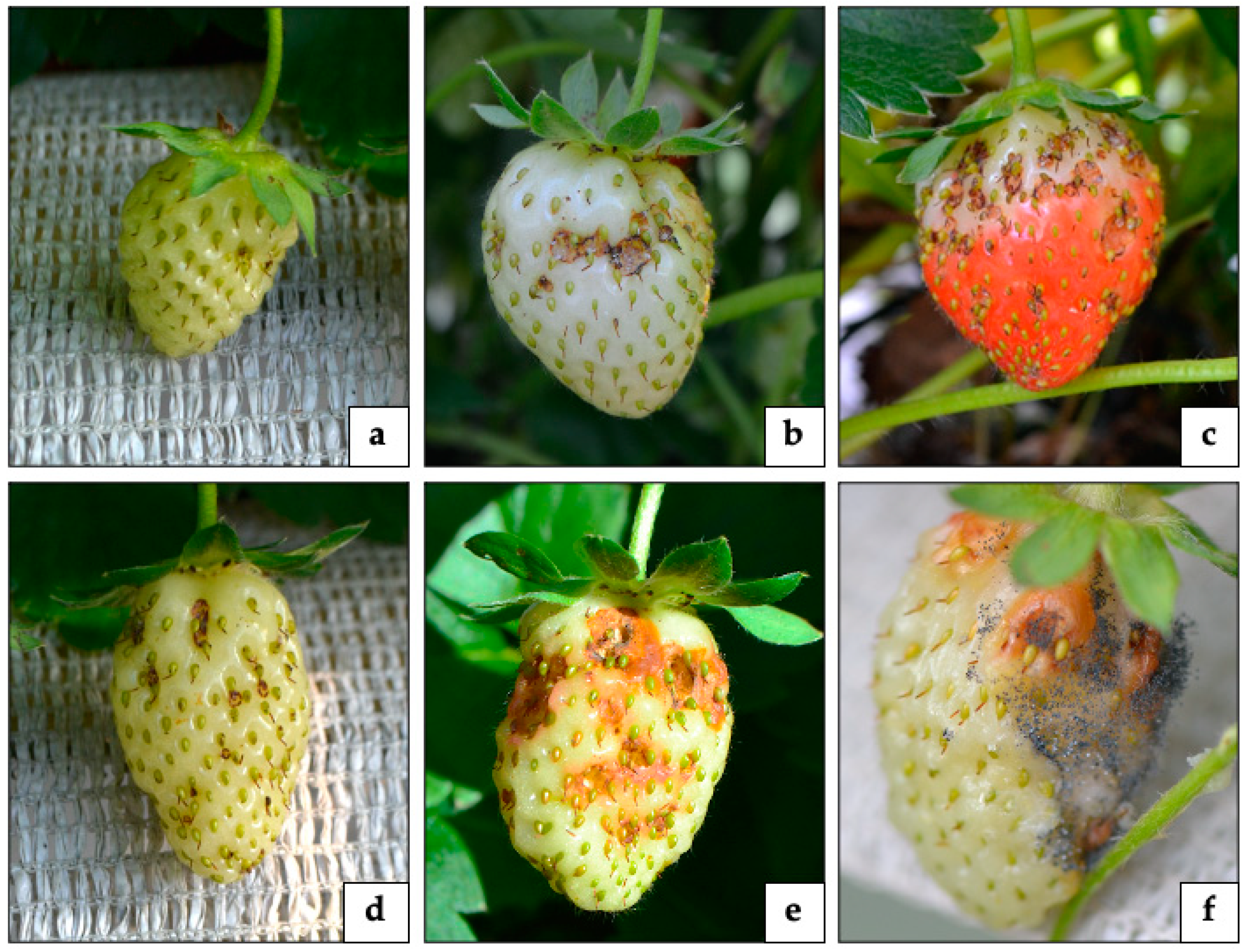 Insects | Free Full-Text | Anthonomus rubi on Strawberry Fruit: Its  Biology, Ecology, Damage, and Control from an IPM Perspective