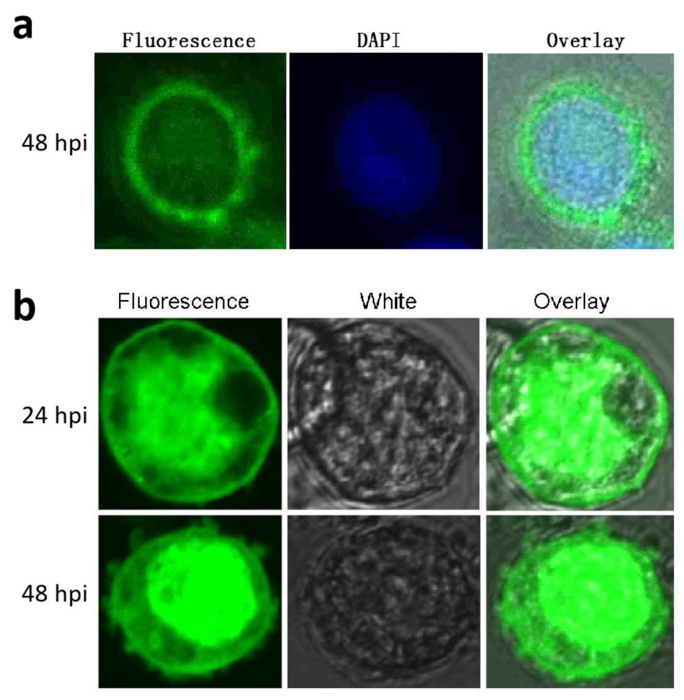 Insects 12 00707 g003 Insects 12 00707 g003