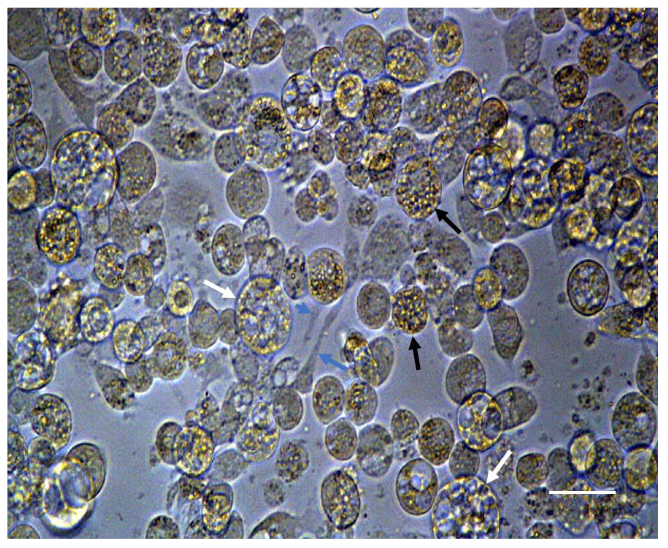 Insects 12 00747 g003 Insects 12 00747 g003