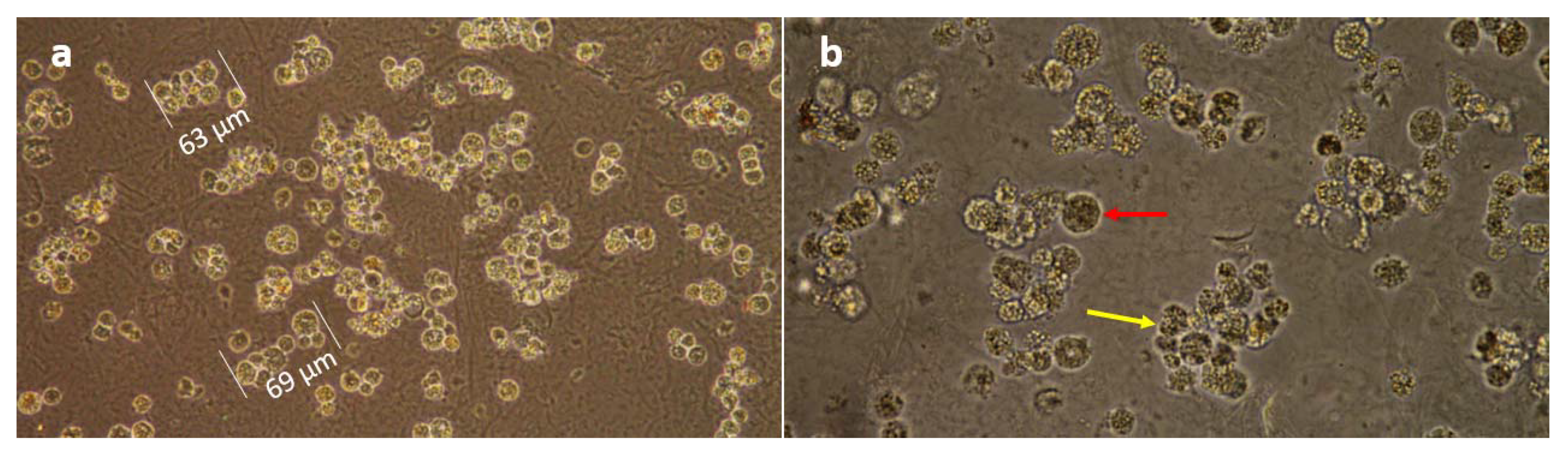 Insects 12 00747 g004 Insects 12 00747 g004