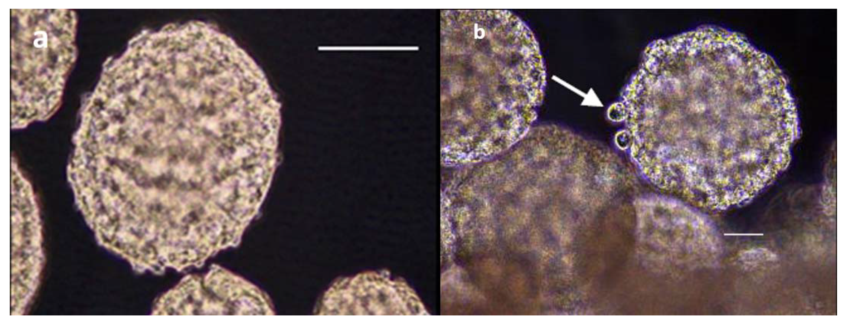 Insects 12 00747 g008 Insects 12 00747 g008