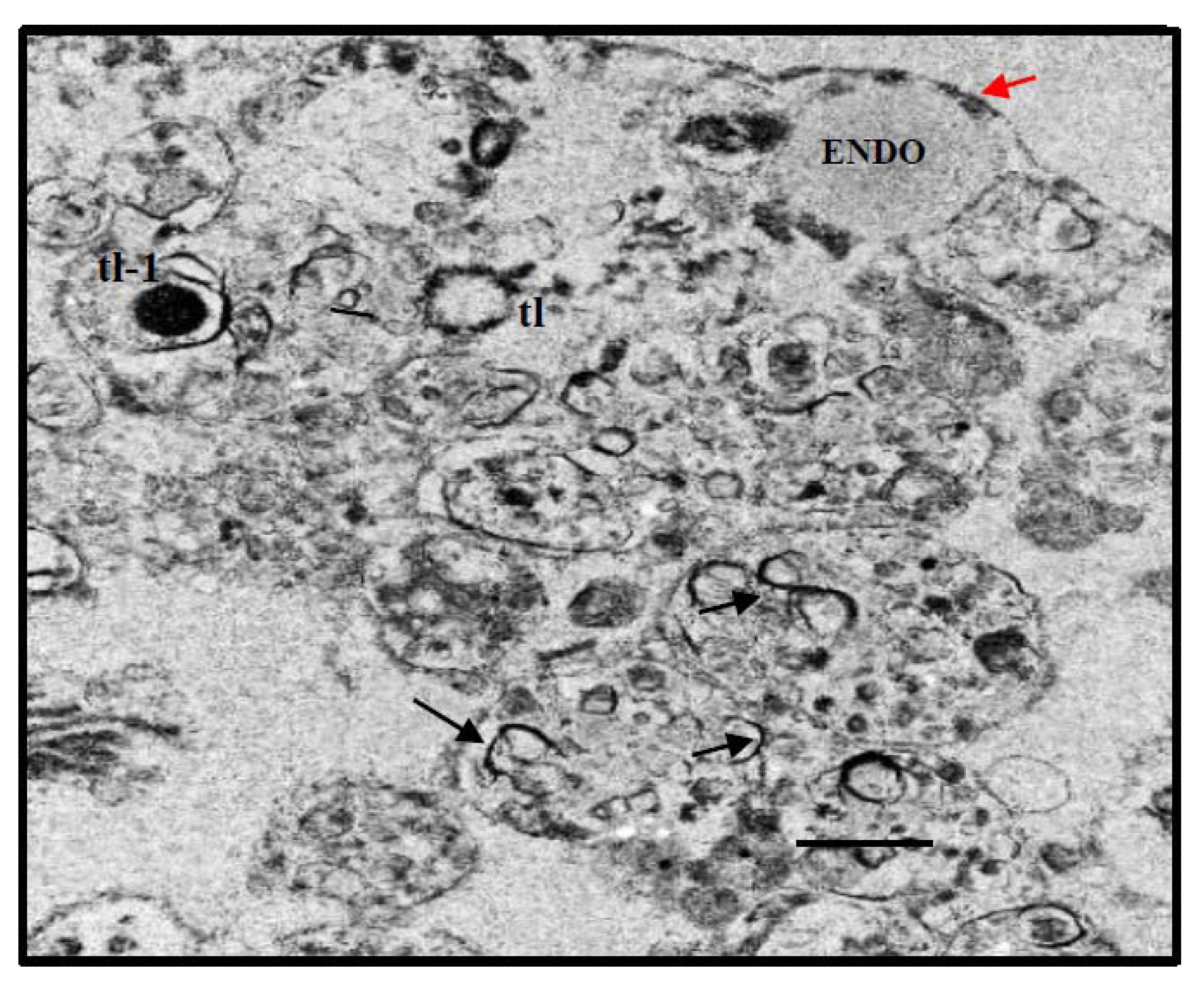Insects 12 00747 g011 Insects 12 00747 g011
