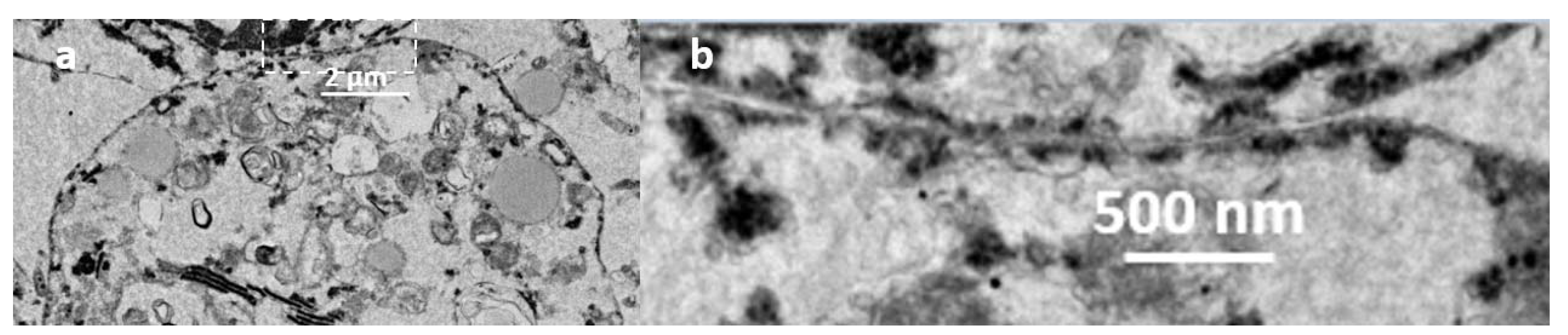 Insects 12 00747 g013 Insects 12 00747 g013