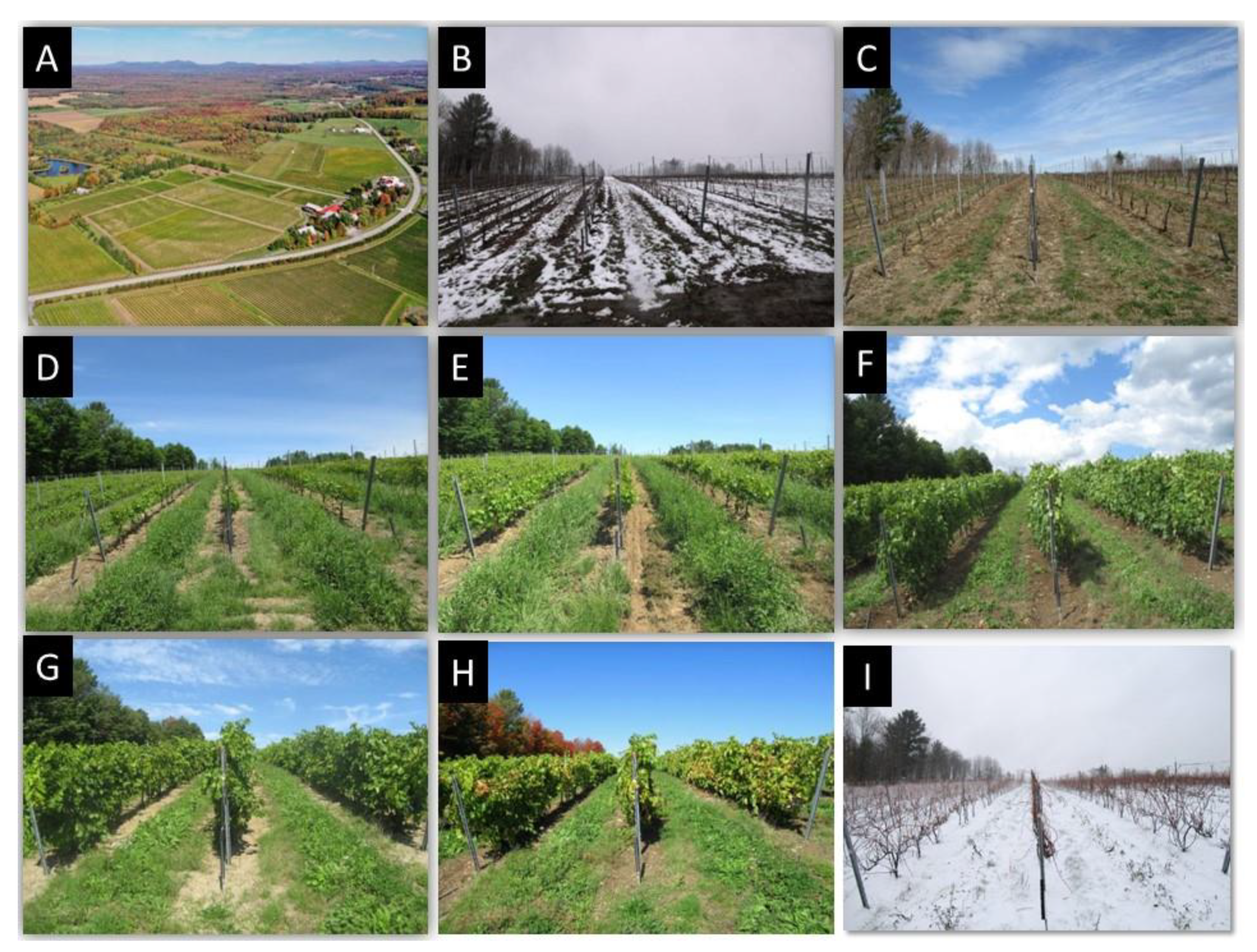 Insects | Free Full-Text | Biodiversity in a Cool-Climate Vineyard: A Case  Study from Quebec