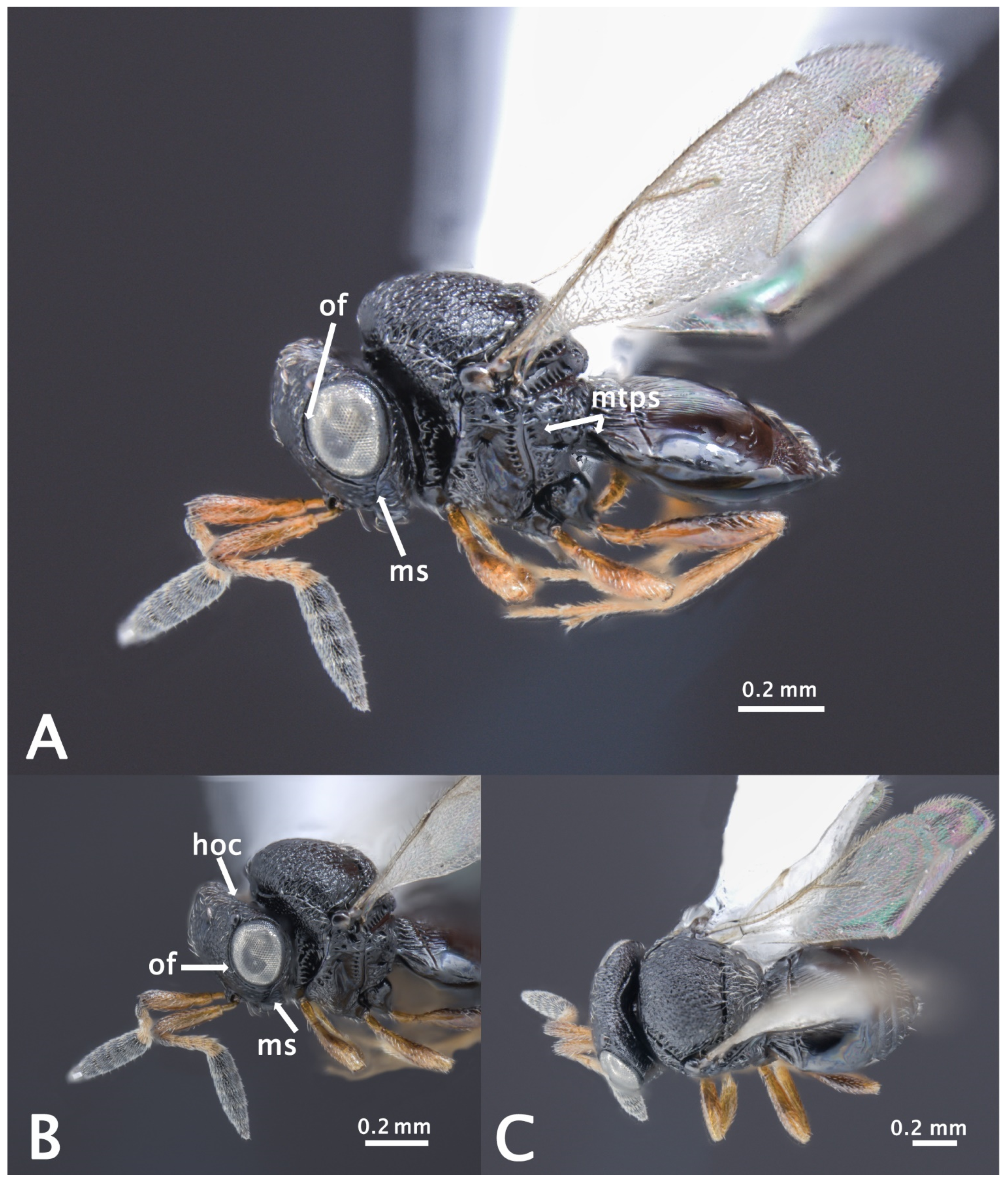 Insects | Free Full-Text | First Detection of the Adventive Egg Parasitoid  of Halyomorpha halys (Stål) (Hemiptera: Pentatomidae) Trissolcus mitsukurii  (Ashmead) (Hymenoptera: Scelionidae) in France
