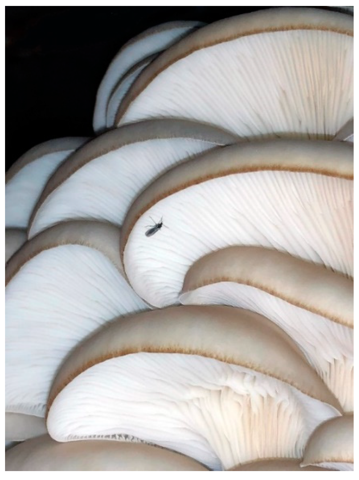 Insects | Free Full-Text | Microbial Control Agents for Fungus Gnats  (Diptera: Sciaridae: Lycoriella) Affecting the Production of Oyster  Mushrooms, Pleurotus spp.