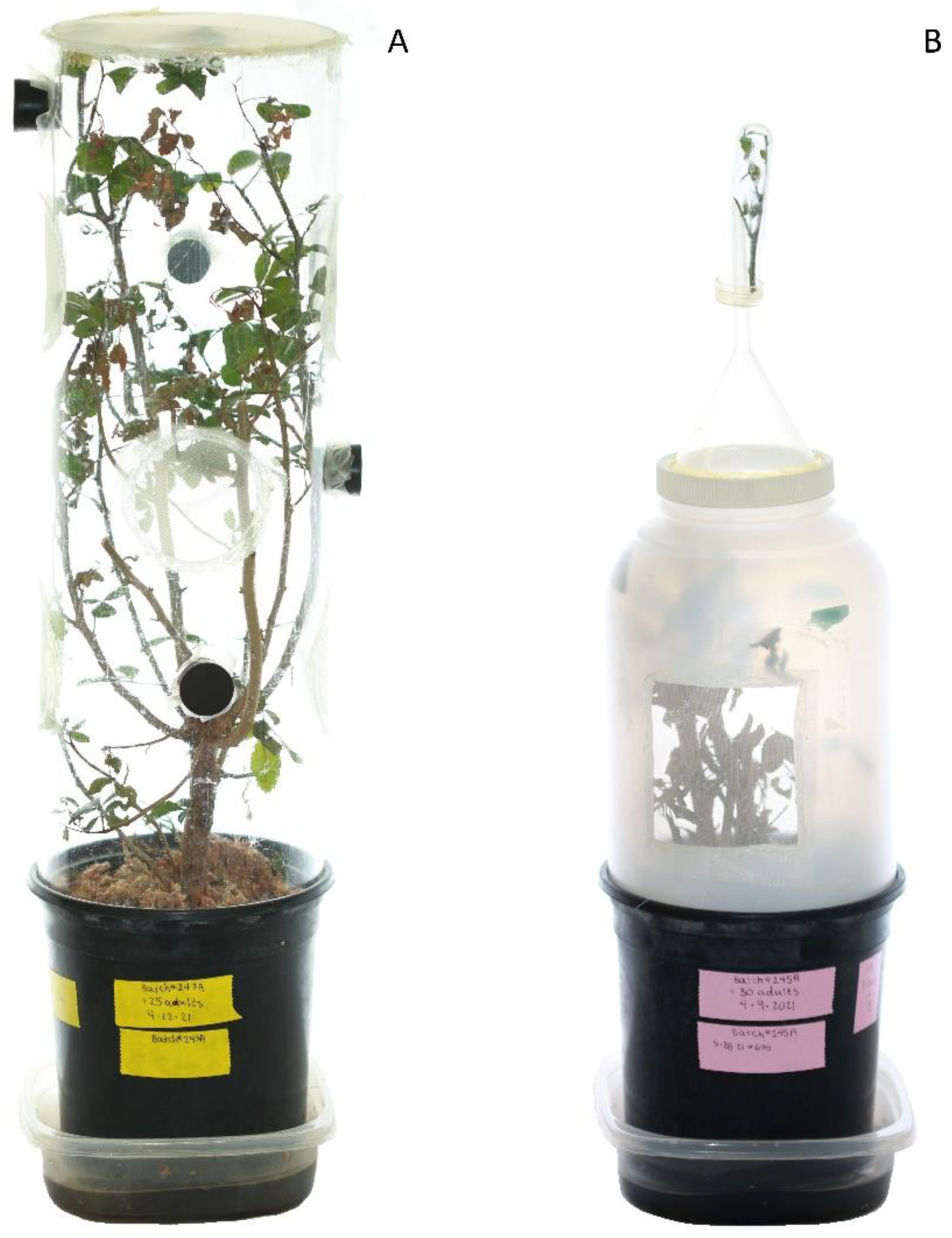 Insects 12 00790 g002