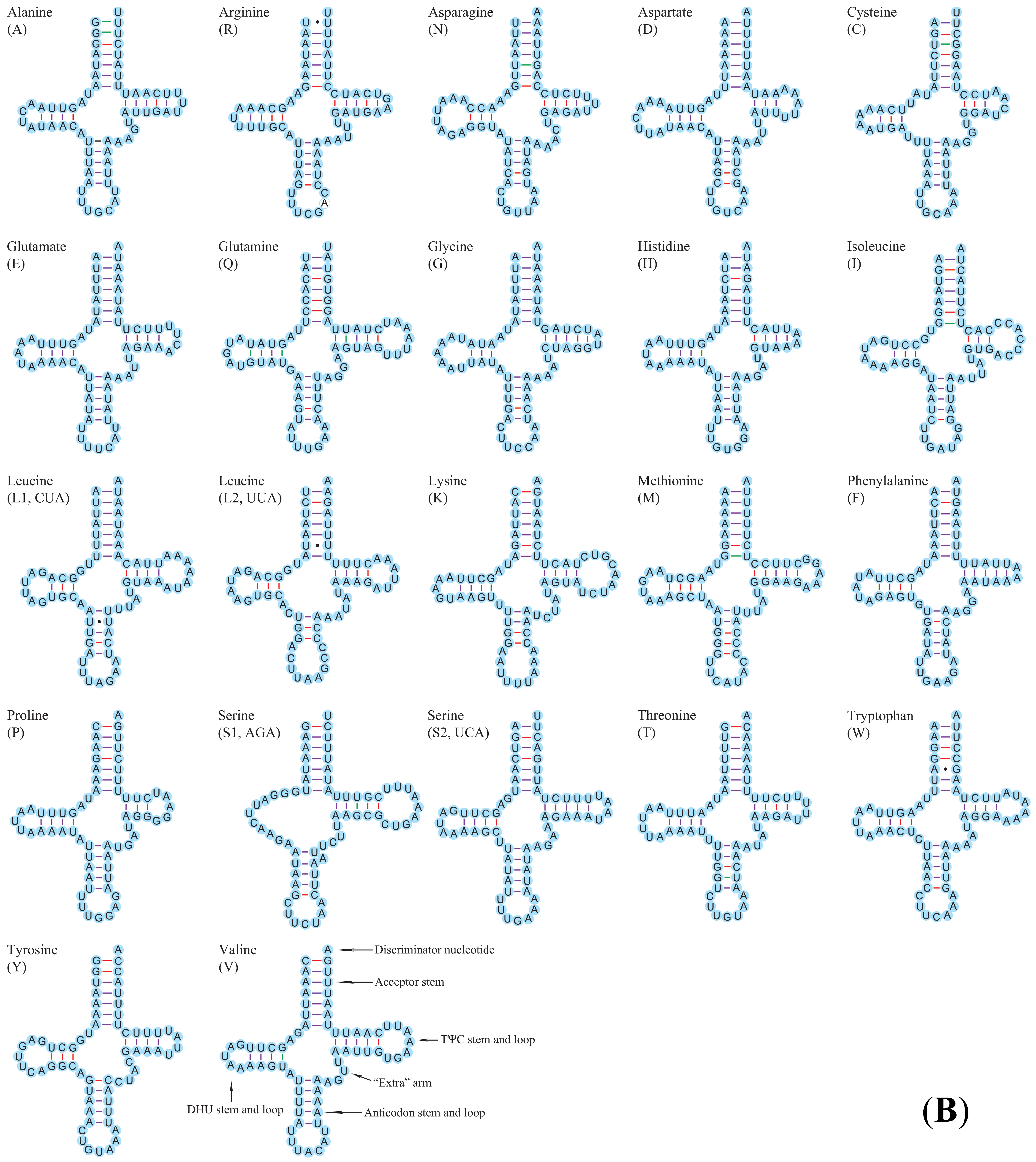 Insects 12 00820 g004b