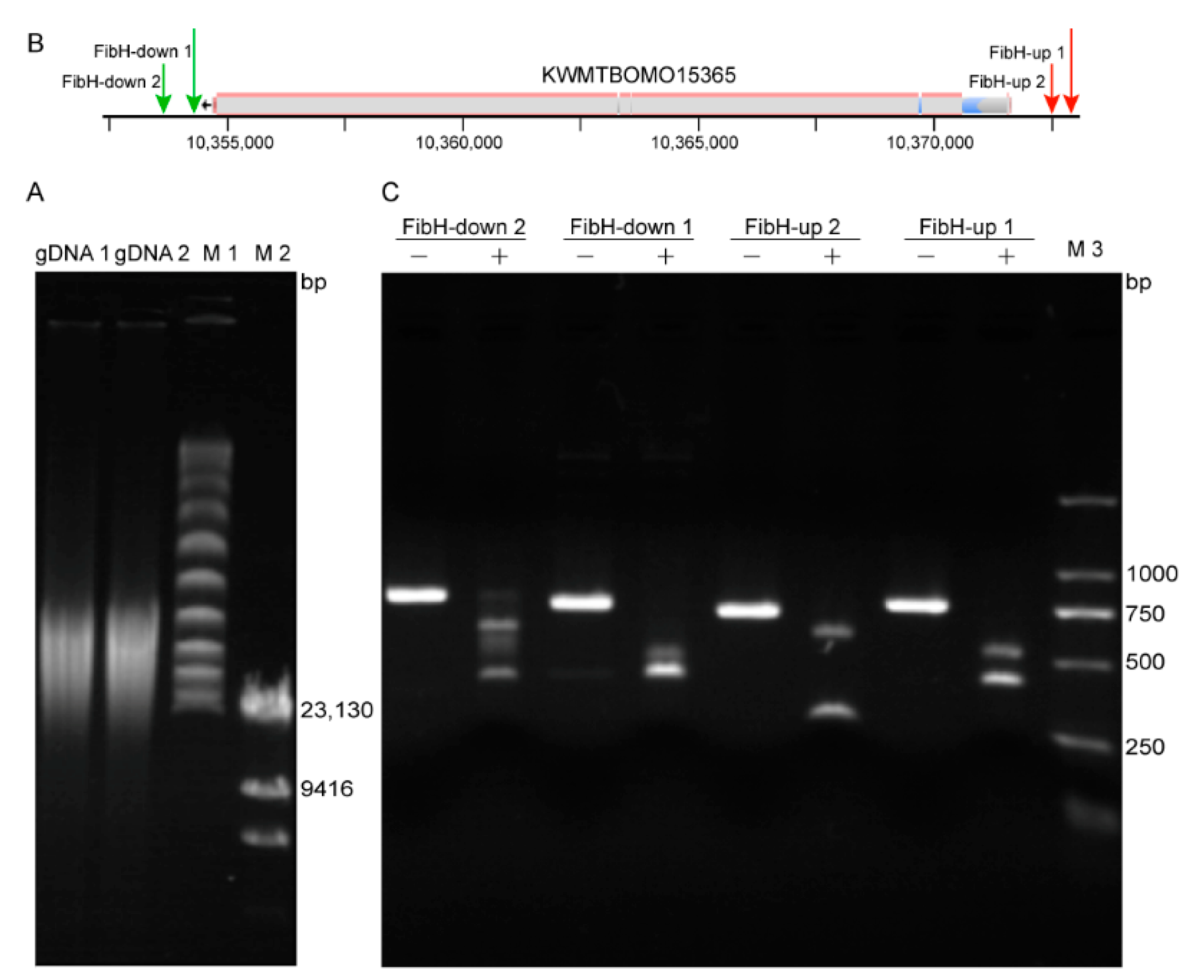 Insects 12 00832 g002