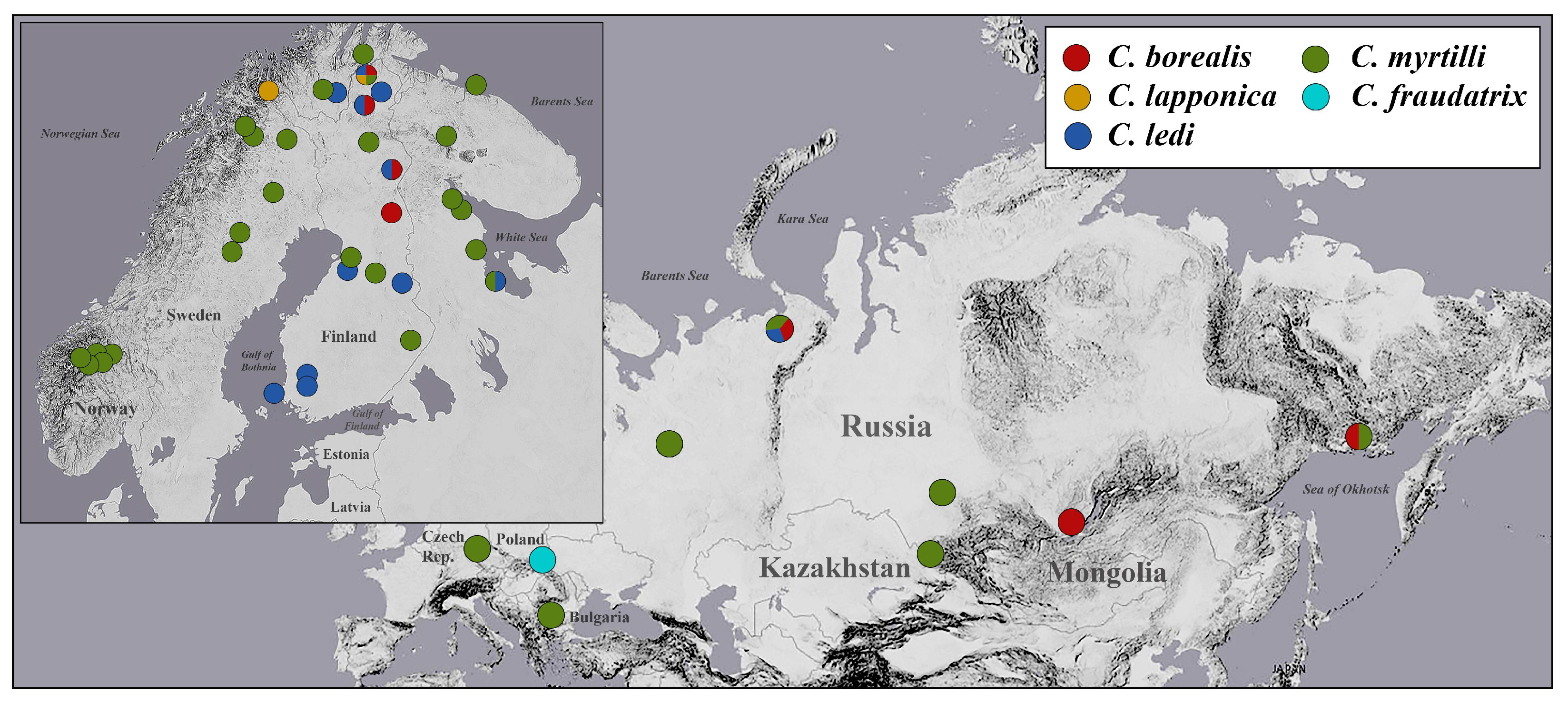 Insects | Free Full-Text | The Incidence of Wolbachia Bacterial  Endosymbiont in Bisexual and Parthenogenetic Populations of the Psyllid  Genus Cacopsylla (Hemiptera, Psylloidea)