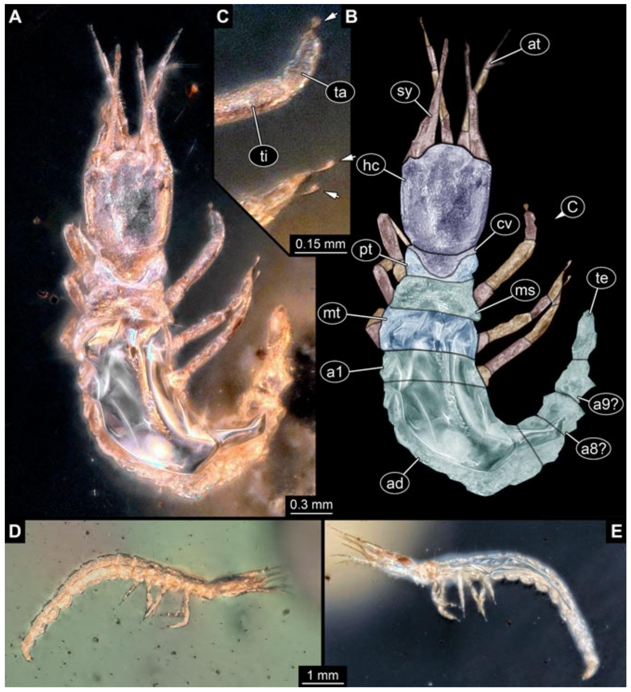 Insects 12 00860 g004