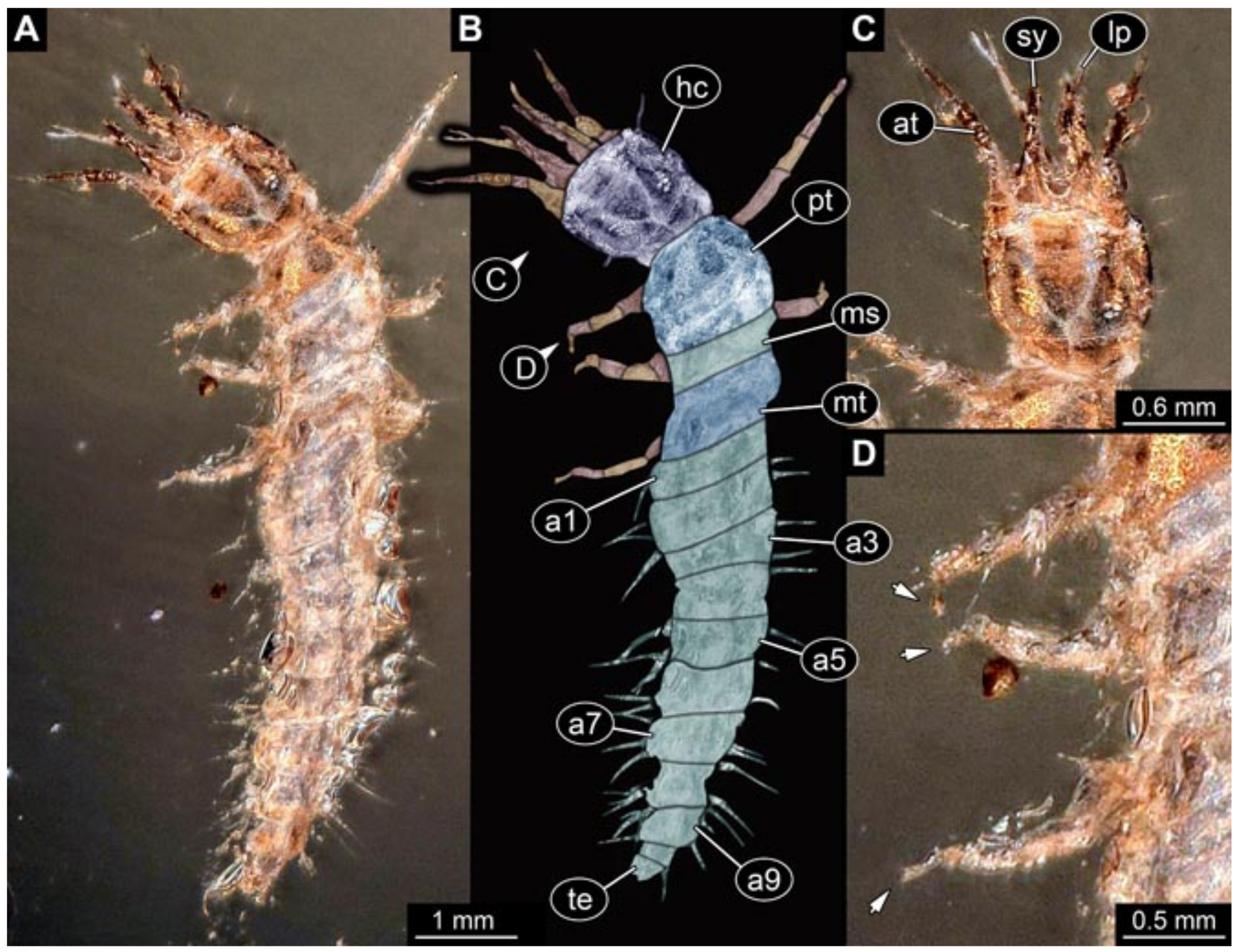 Insects 12 00860 g005