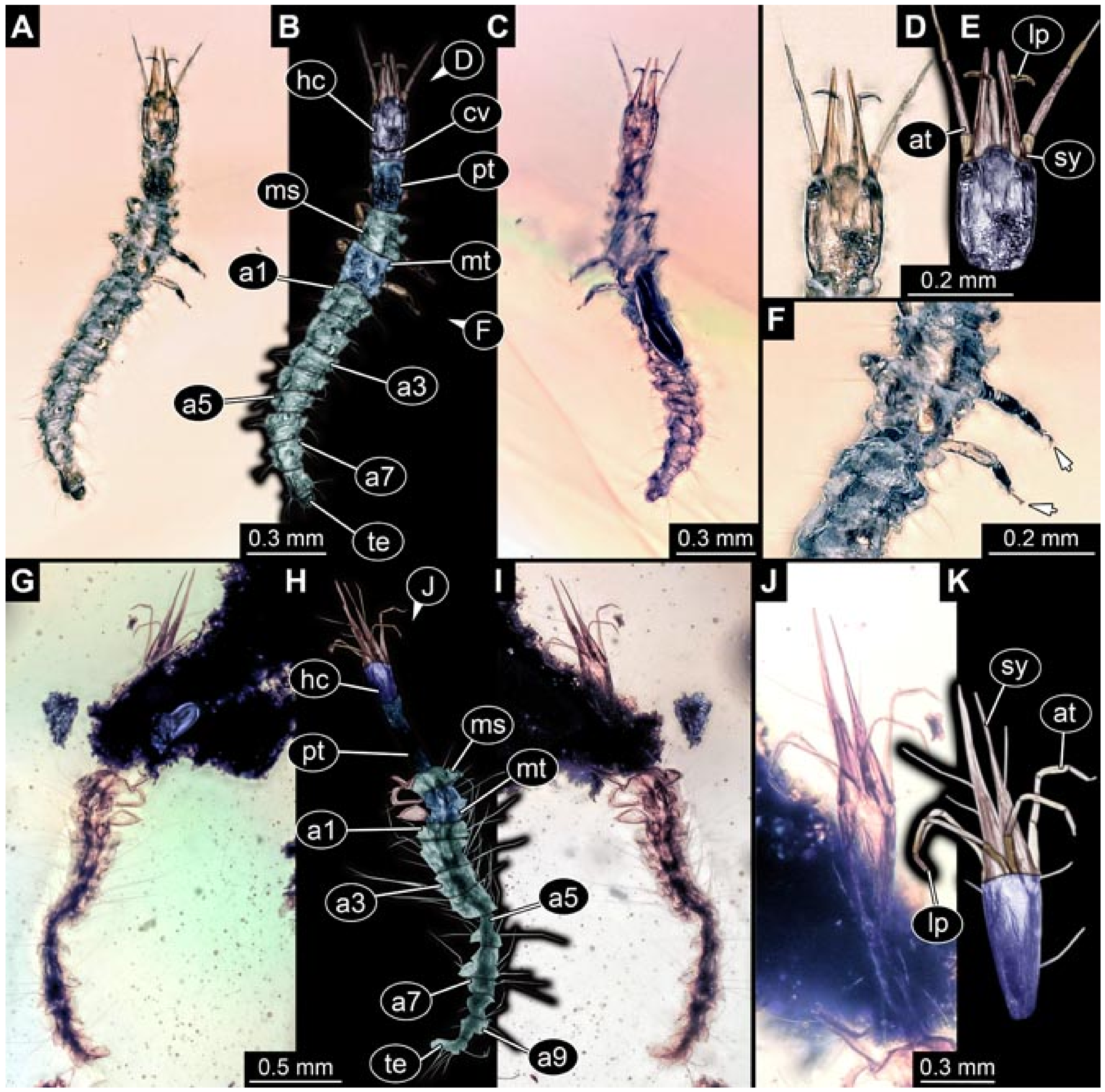 Insects 12 00860 g007