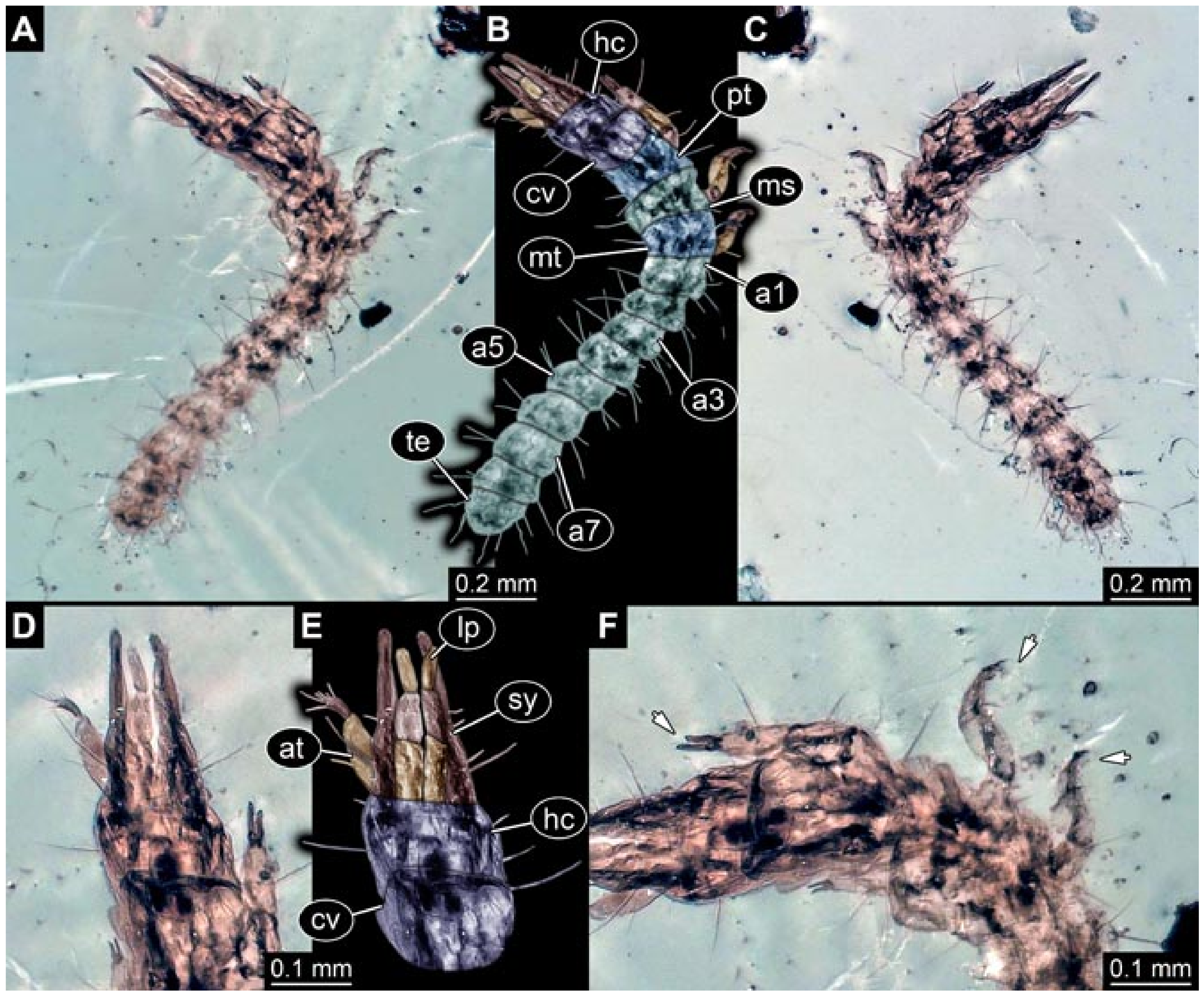Insects 12 00860 g010