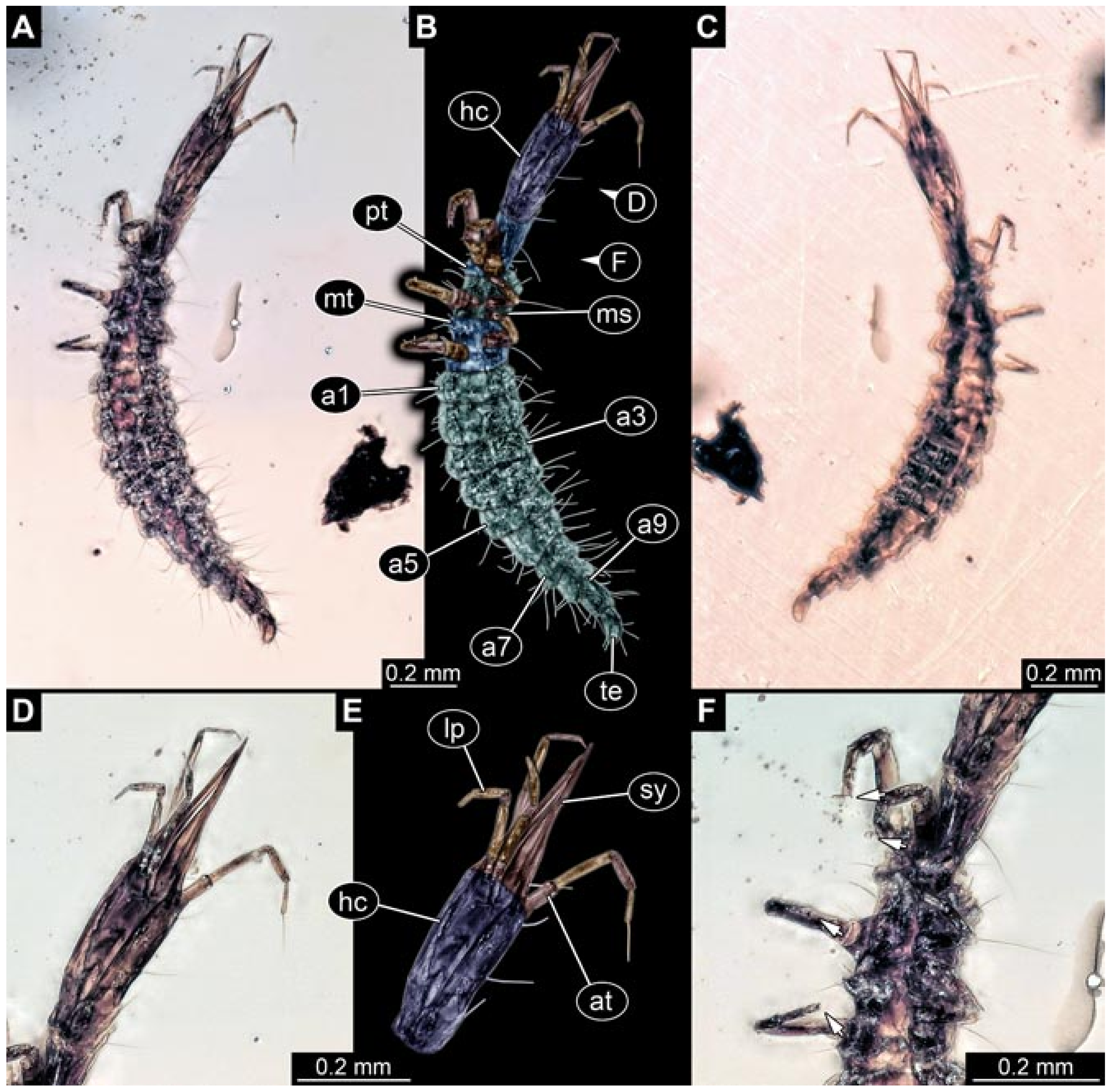 Insects 12 00860 g015