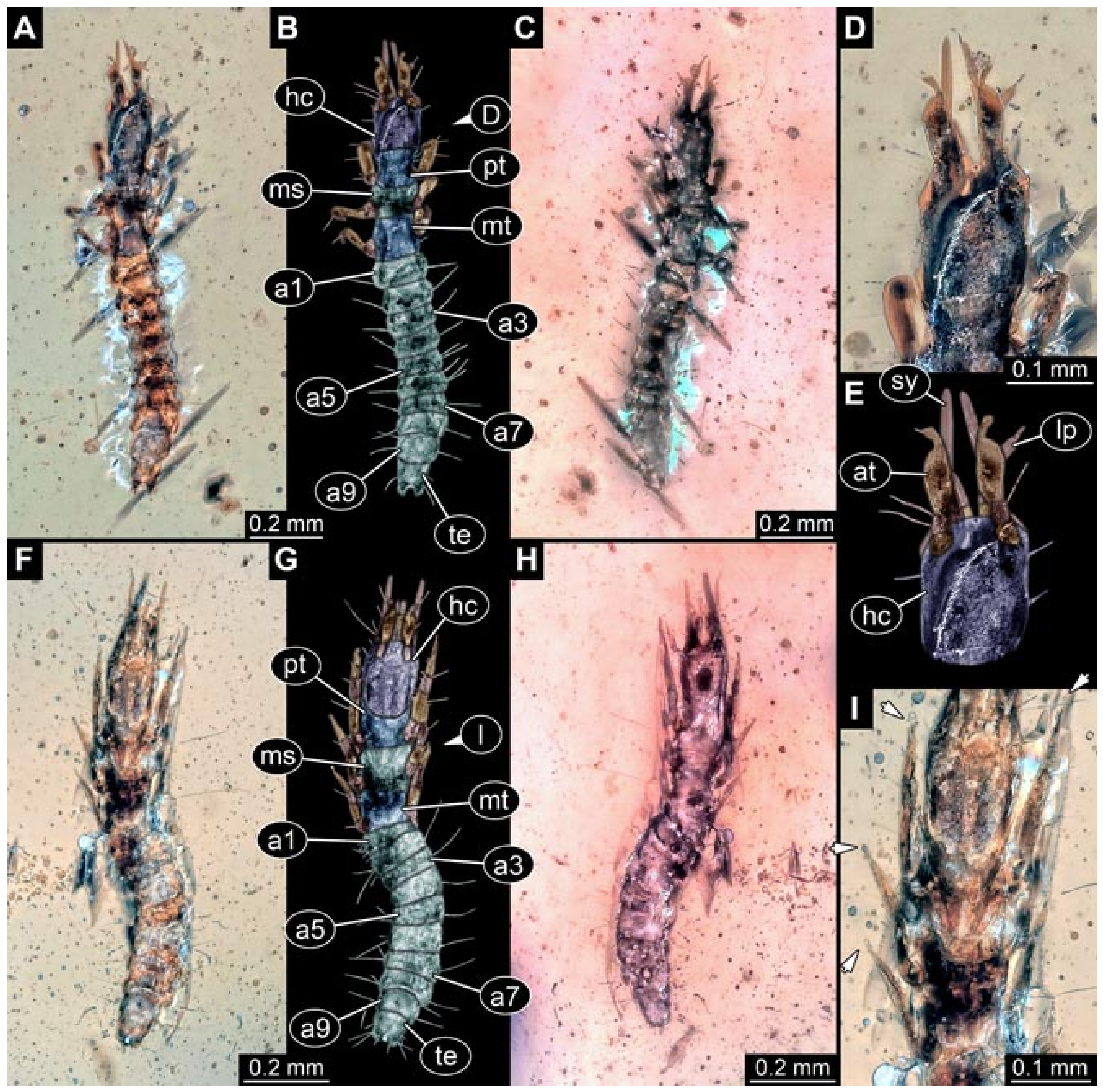 Insects 12 00860 g016