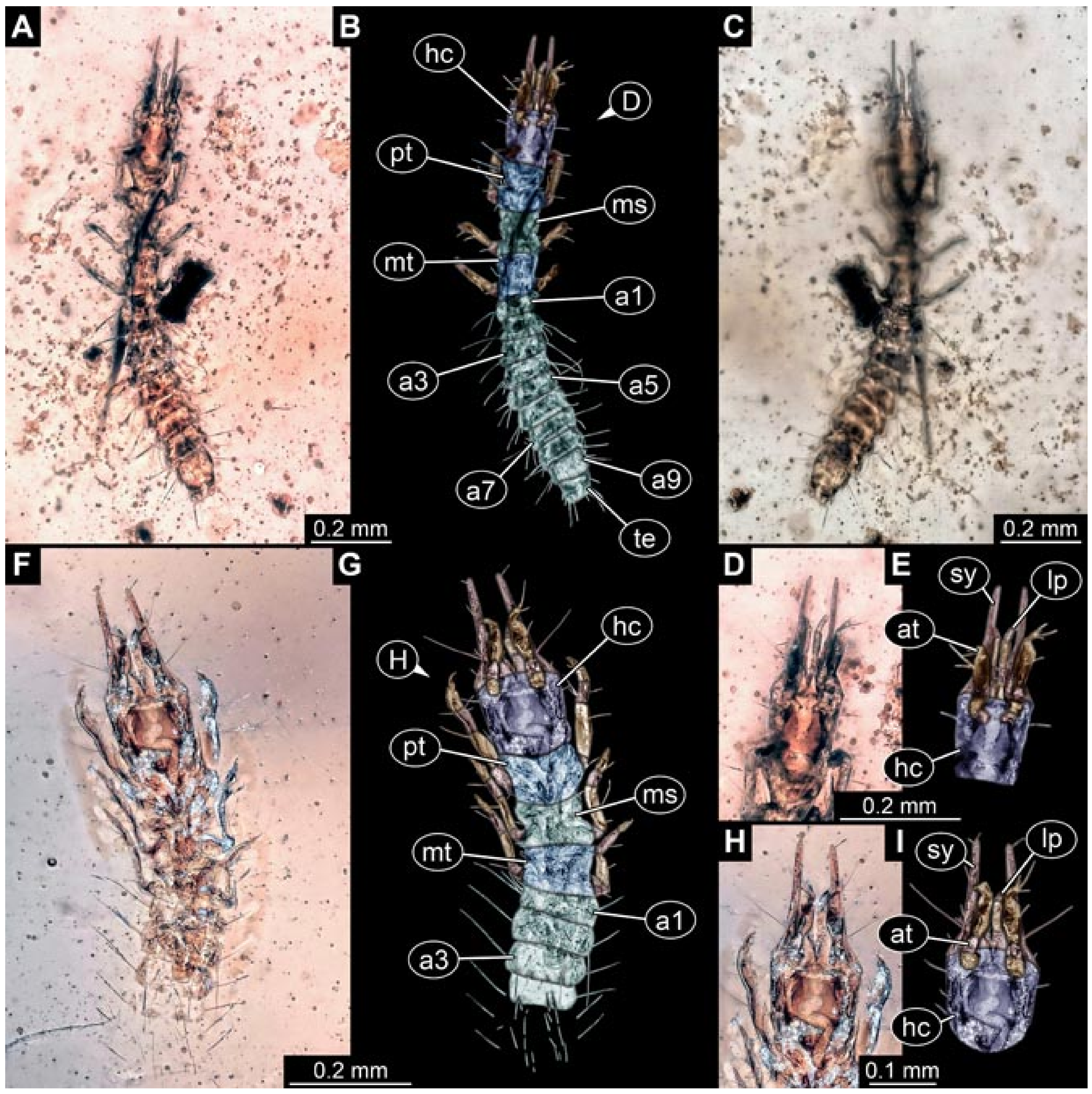 Insects 12 00860 g017