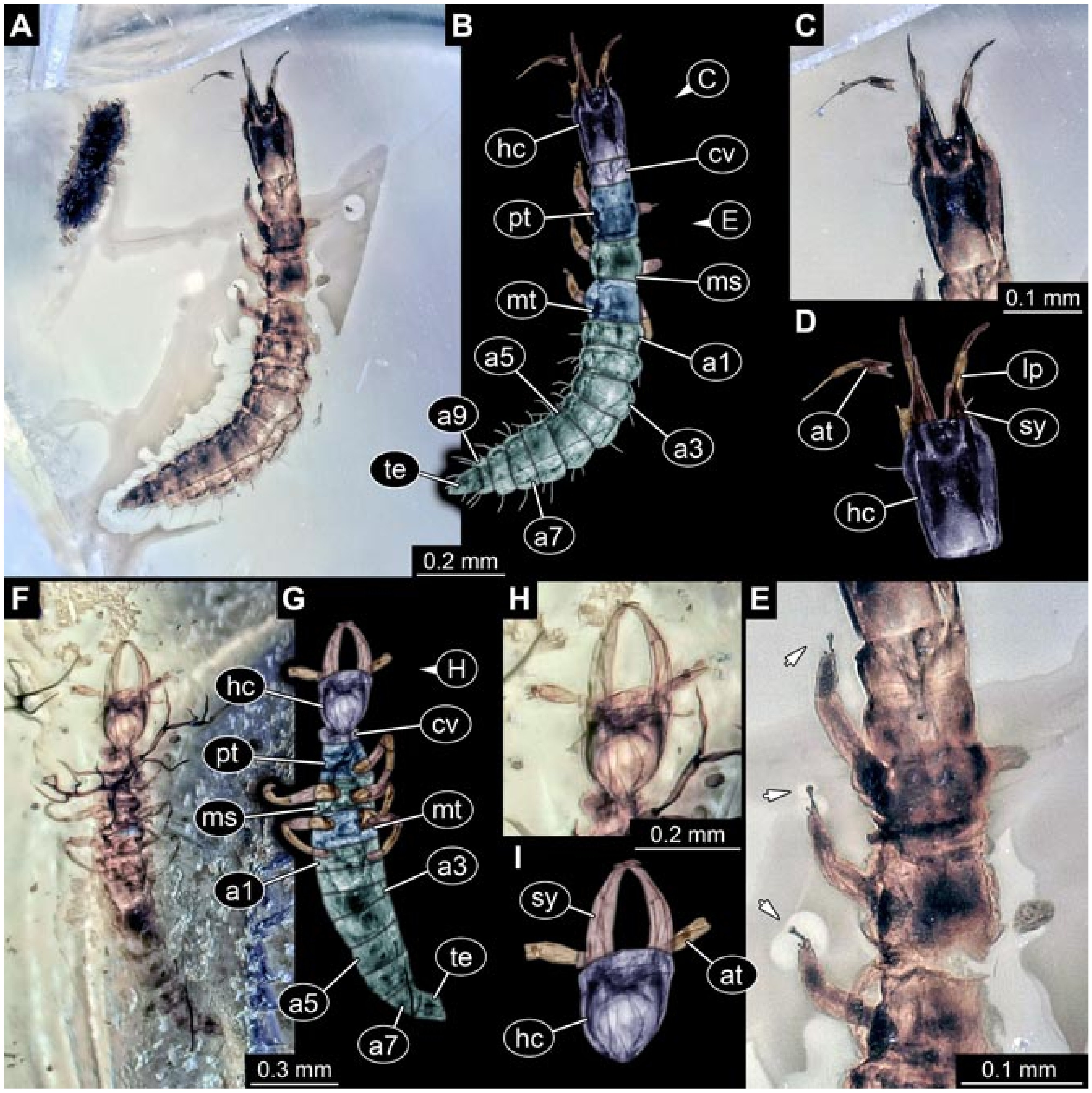 Insects 12 00860 g019