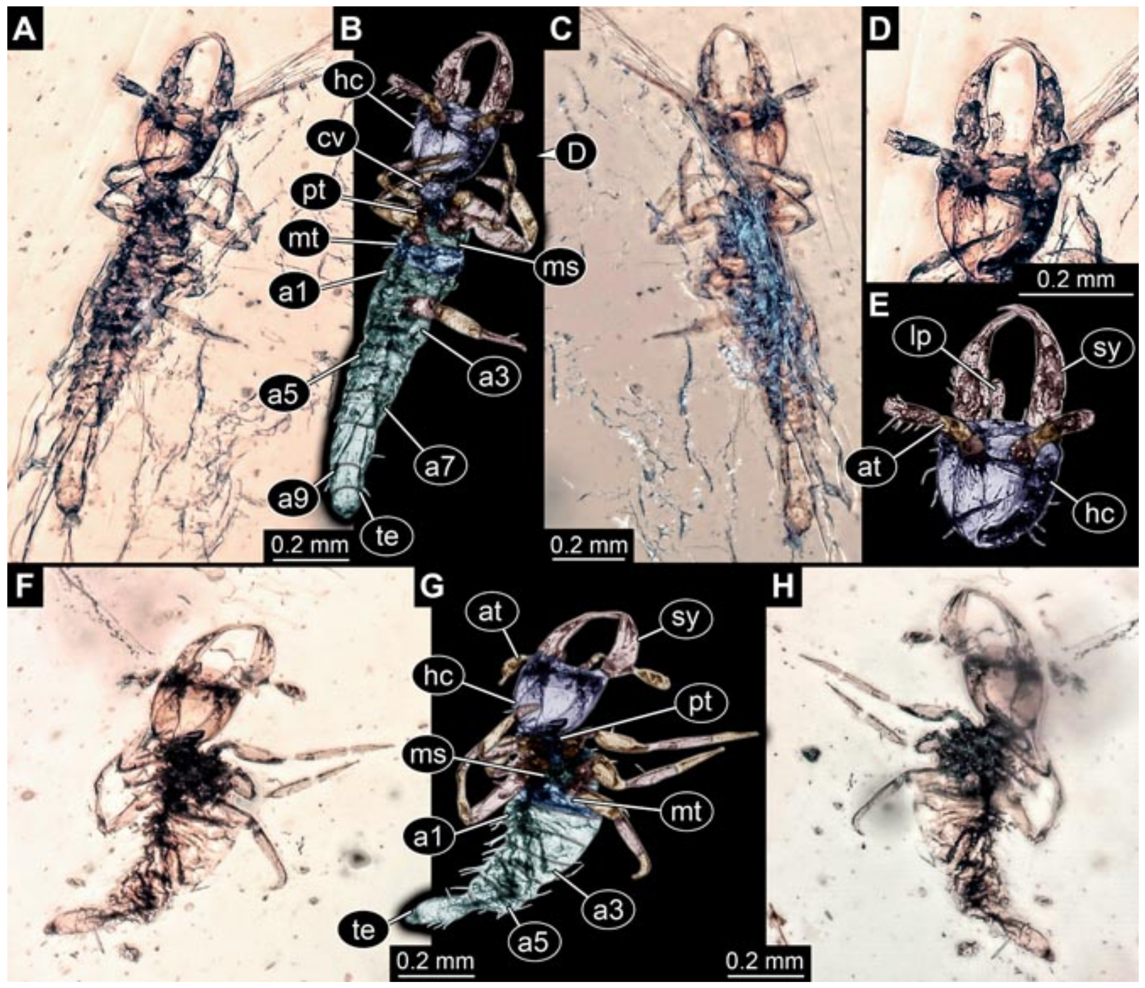 Insects 12 00860 g021