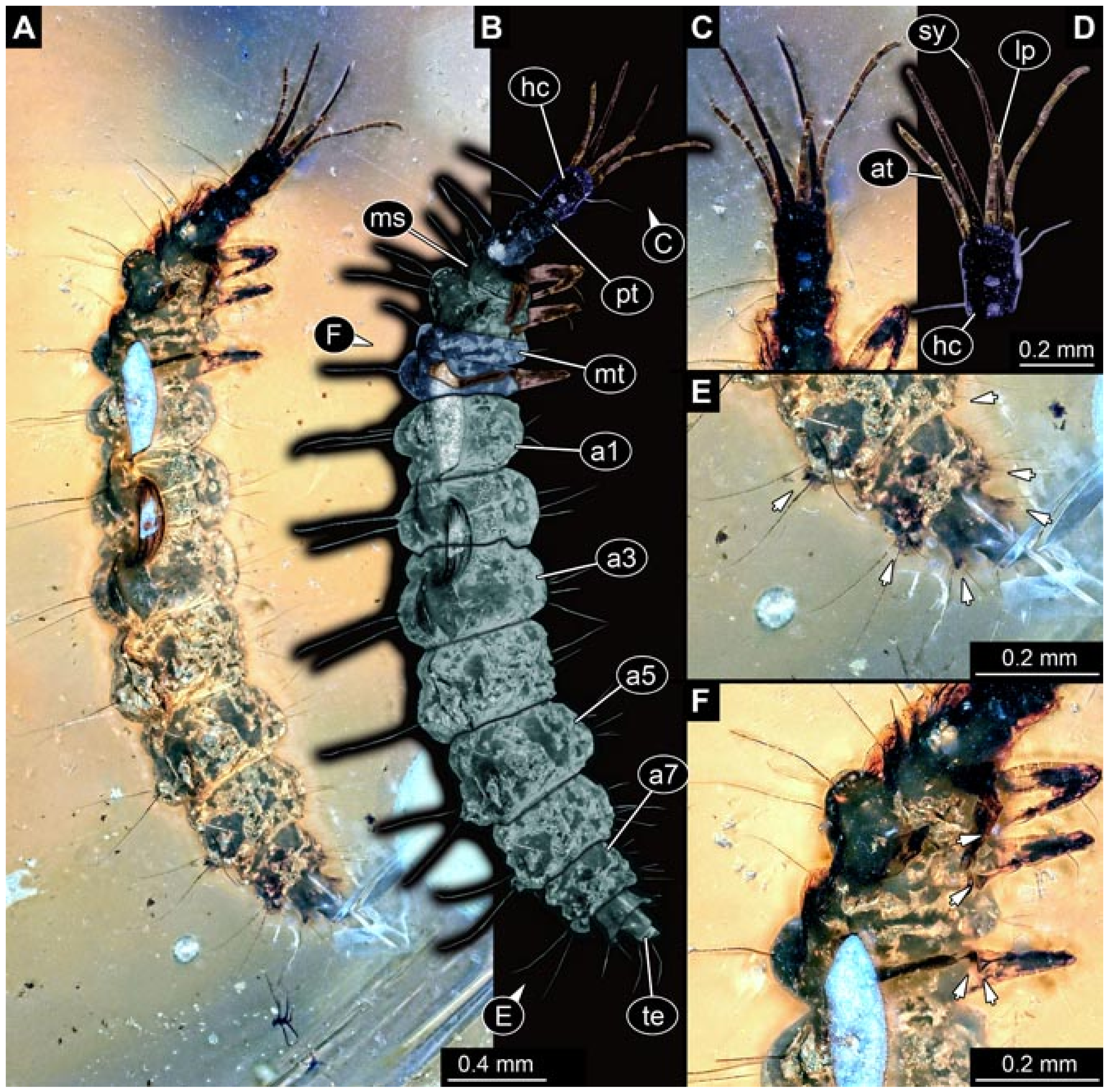 Insects 12 00860 g026