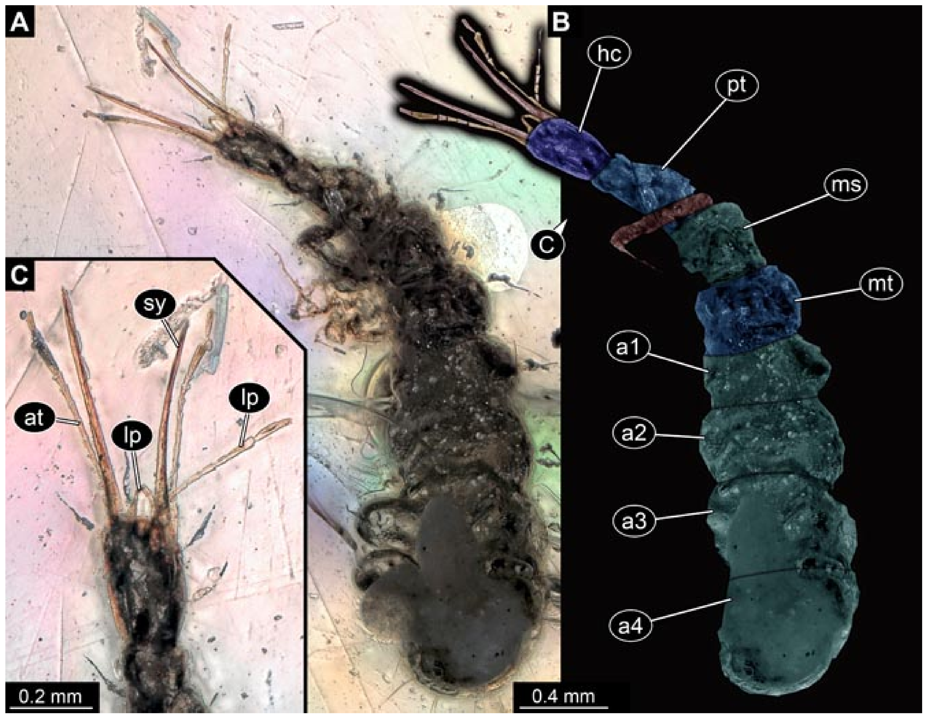 Insects 12 00860 g027